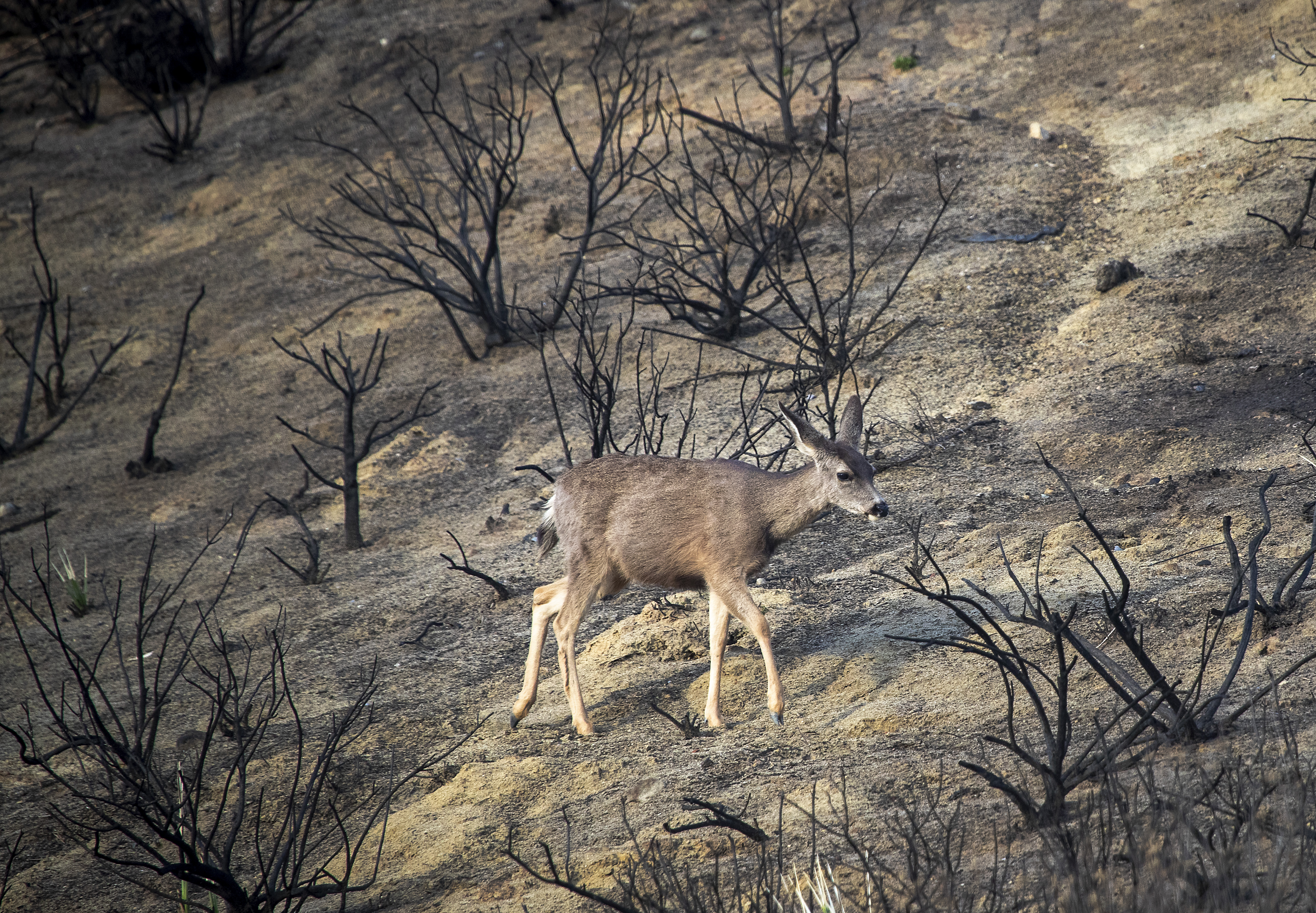 California is primed for a severe 2021 fire season - Vimarsana News