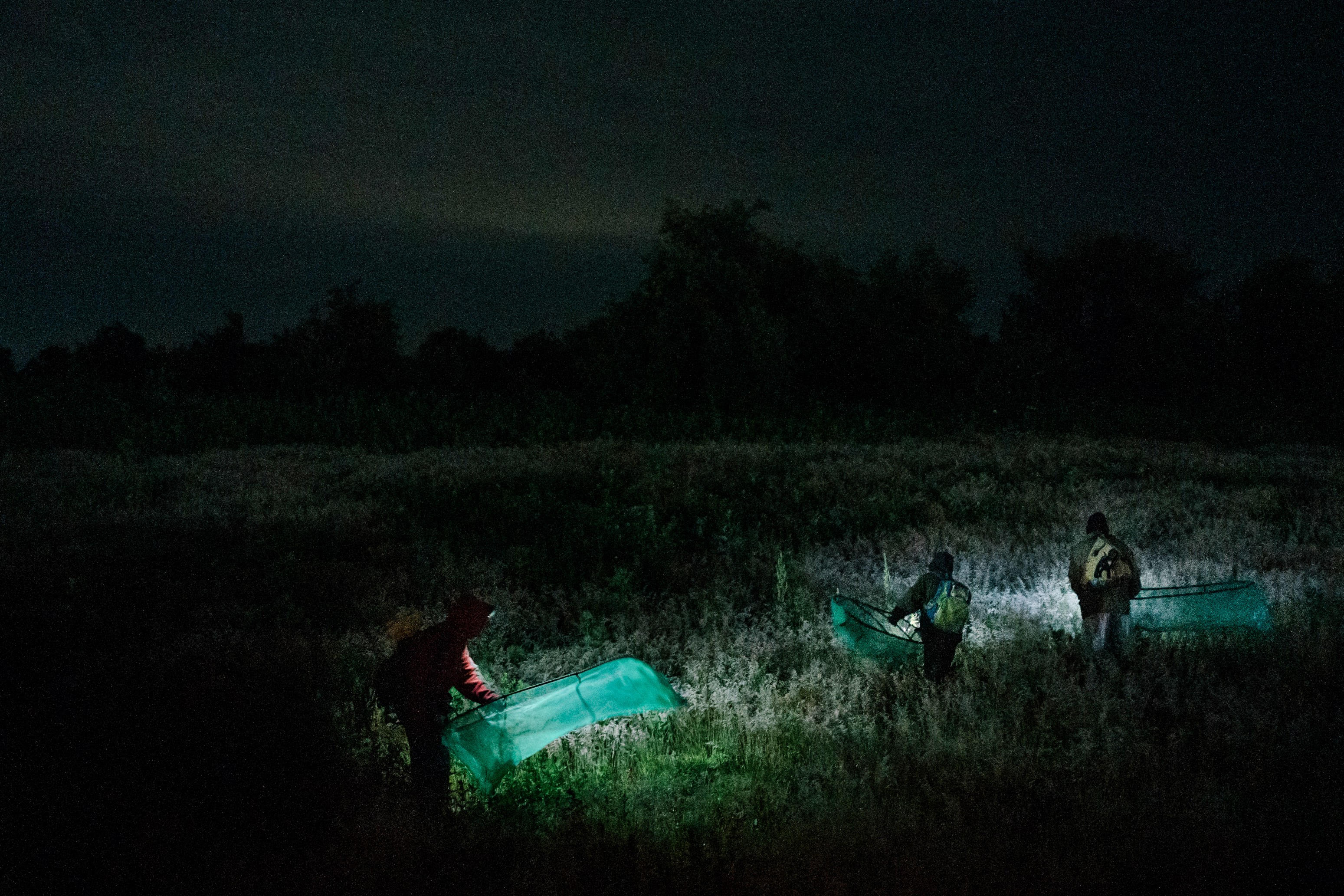 Are grasshoppers as delicious as ham? Mexico's insect hunters would like you to find out - Vimarsana News