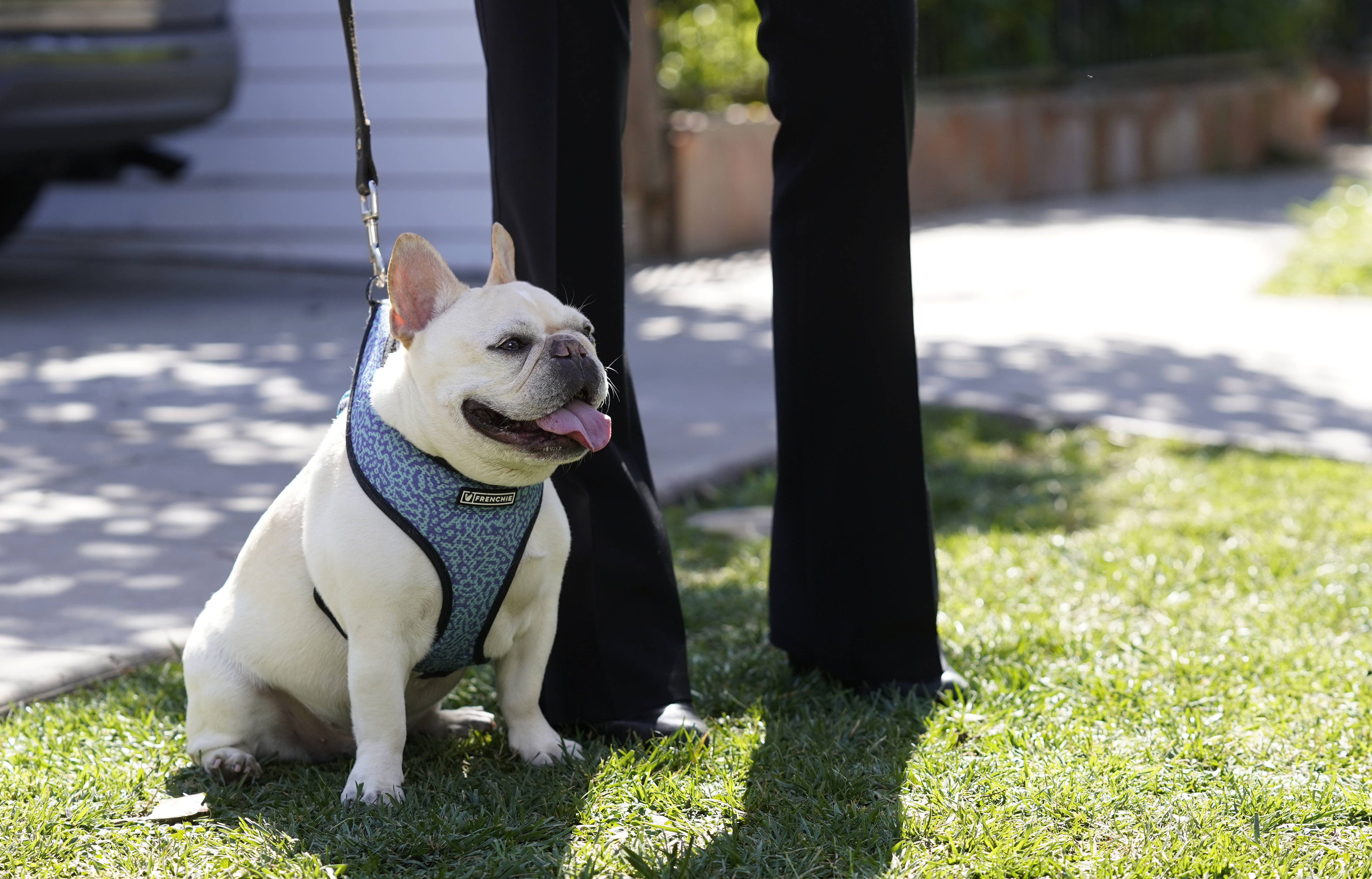 Suspect in Lady Gaga's dog case erroneously released from jail - Vimarsana News