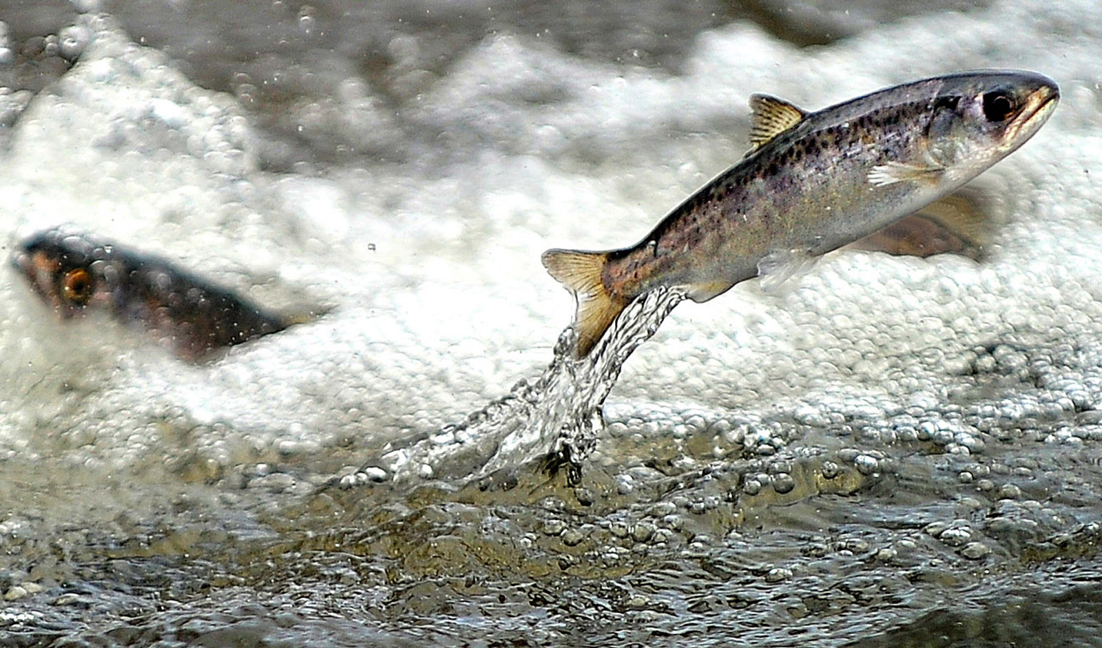 21,000 fish die in 'catastrophic failure' at UC Davis research facility - Vimarsana News