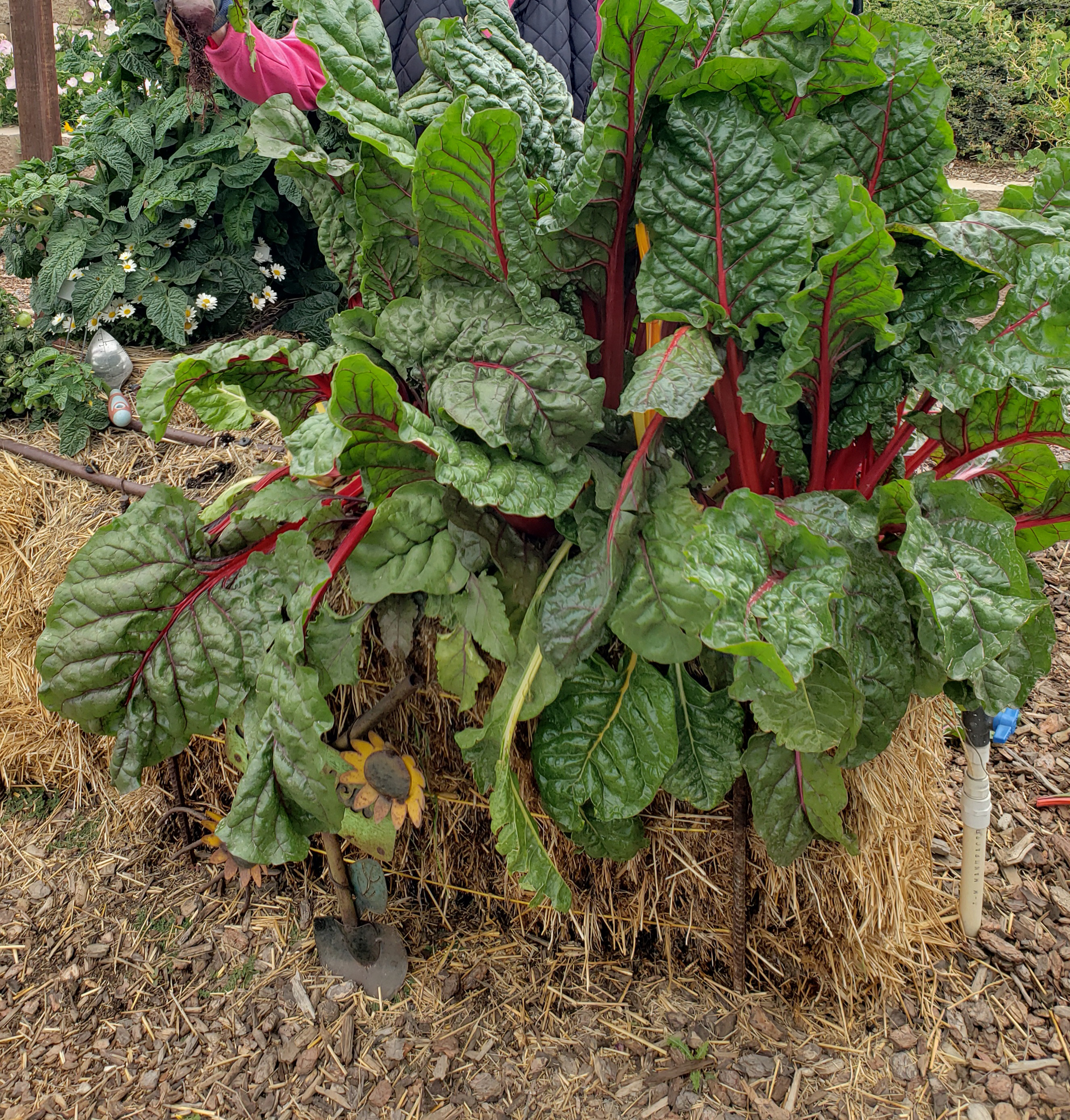 Garden Mastery: Straw bale provides soil-less place for plants to flourish - Vimarsana News