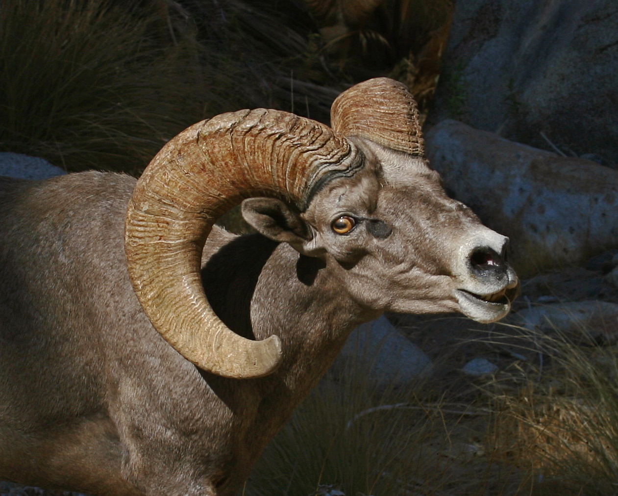 Anza-Borrego park announces 50th bighorn sheep count amid fears of cancelation - Vimarsana News