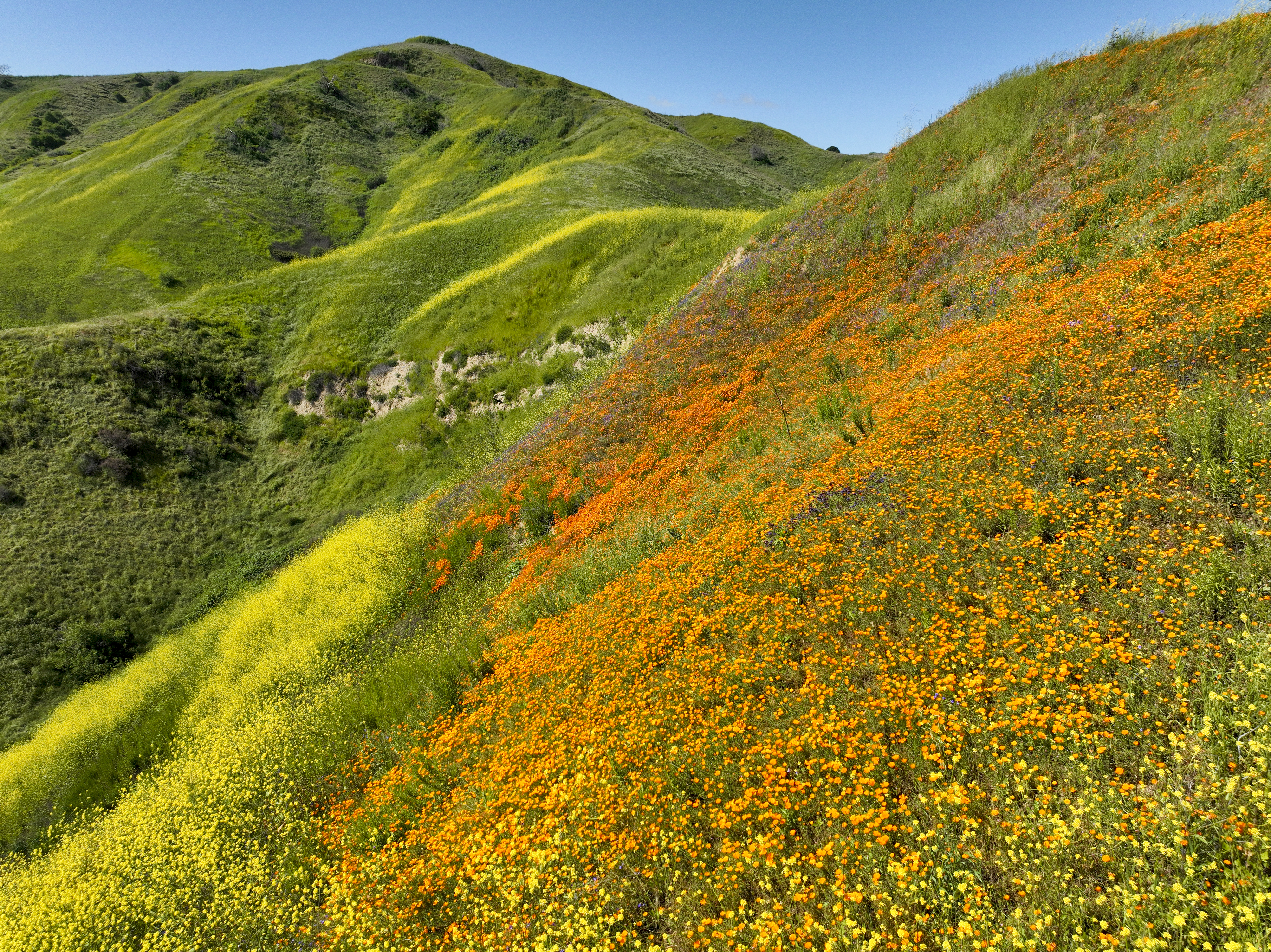 New life from winter's rains: wildflowers, nesting birds and snakes - Vimarsana News