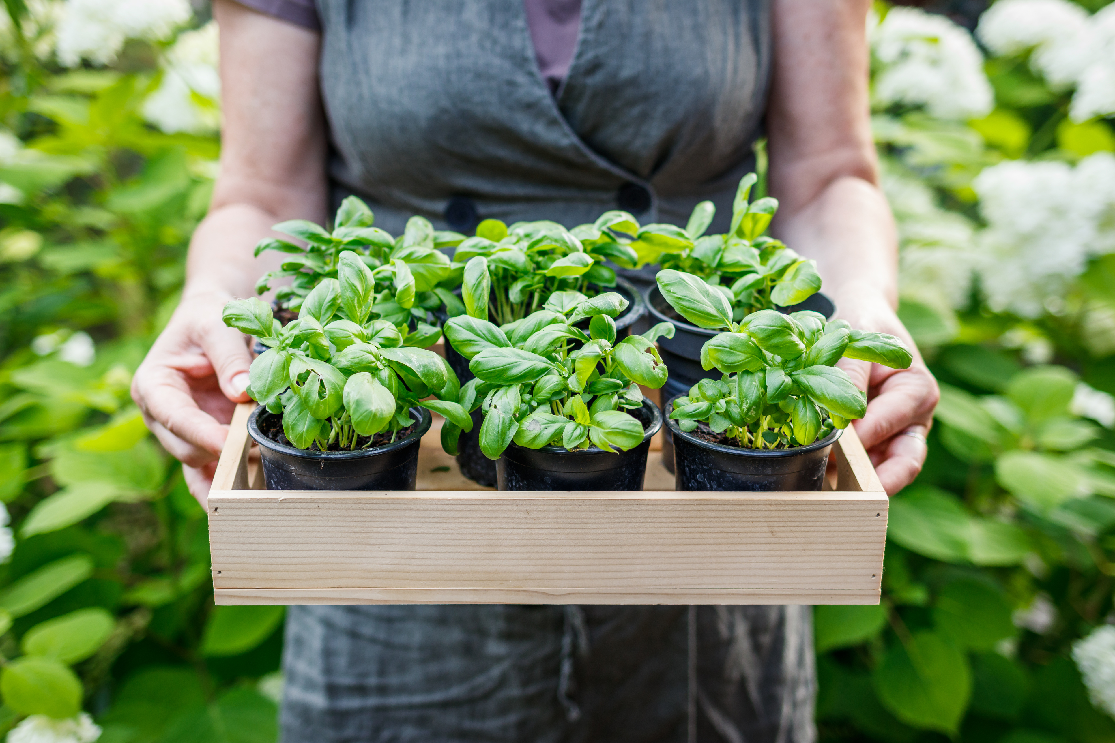 This year, garden tasks in May require a different timeline - Vimarsana News