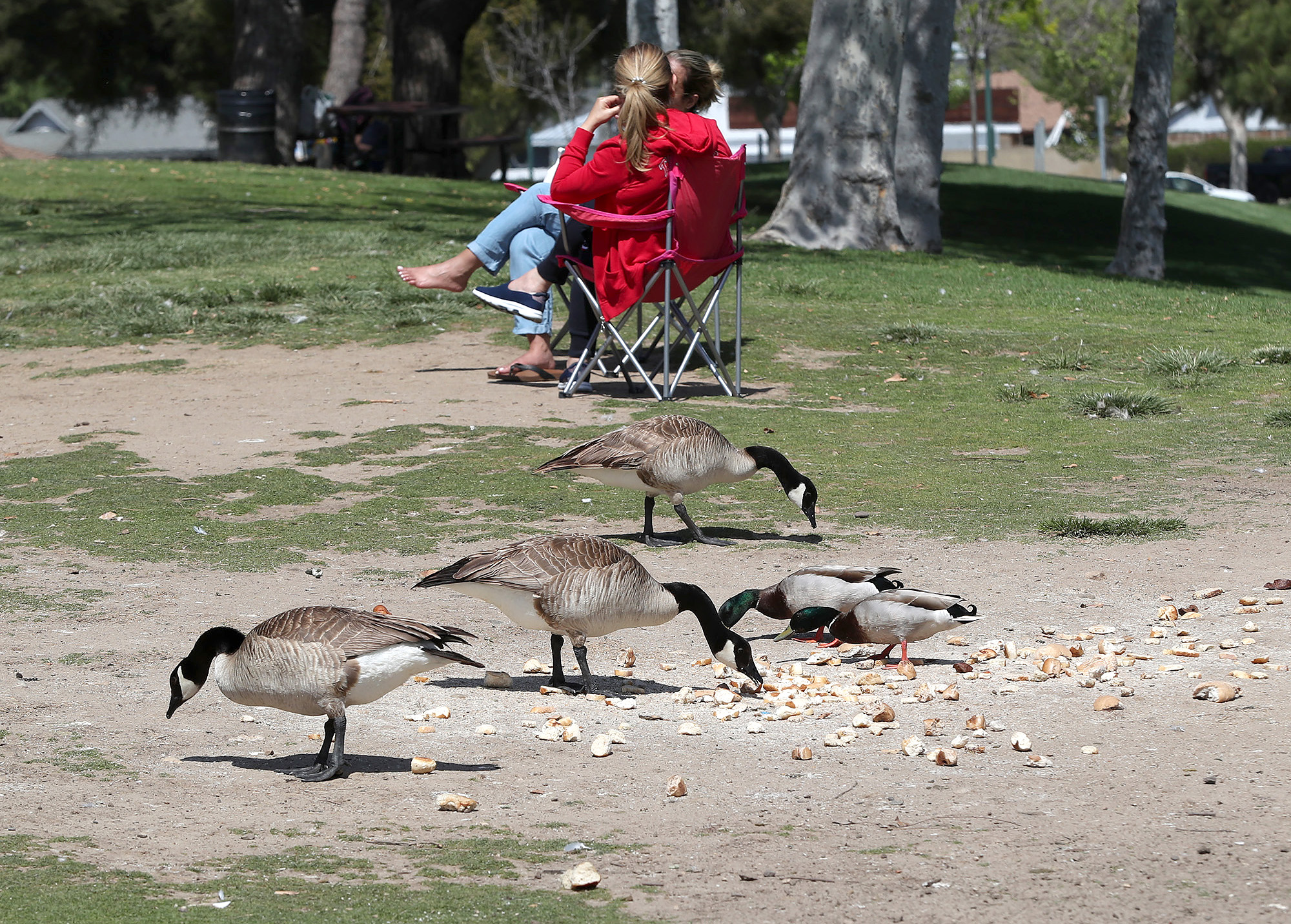 Costa Mesa park lovers cry foul as mysterious bread drops pose risk for pond-dwelling birds - Vimarsana News