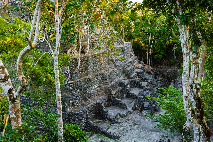 Jaguars, narcos, illegal loggers: One man's battle to save a Guatemalan jungle and Maya ruins - Vimarsana News