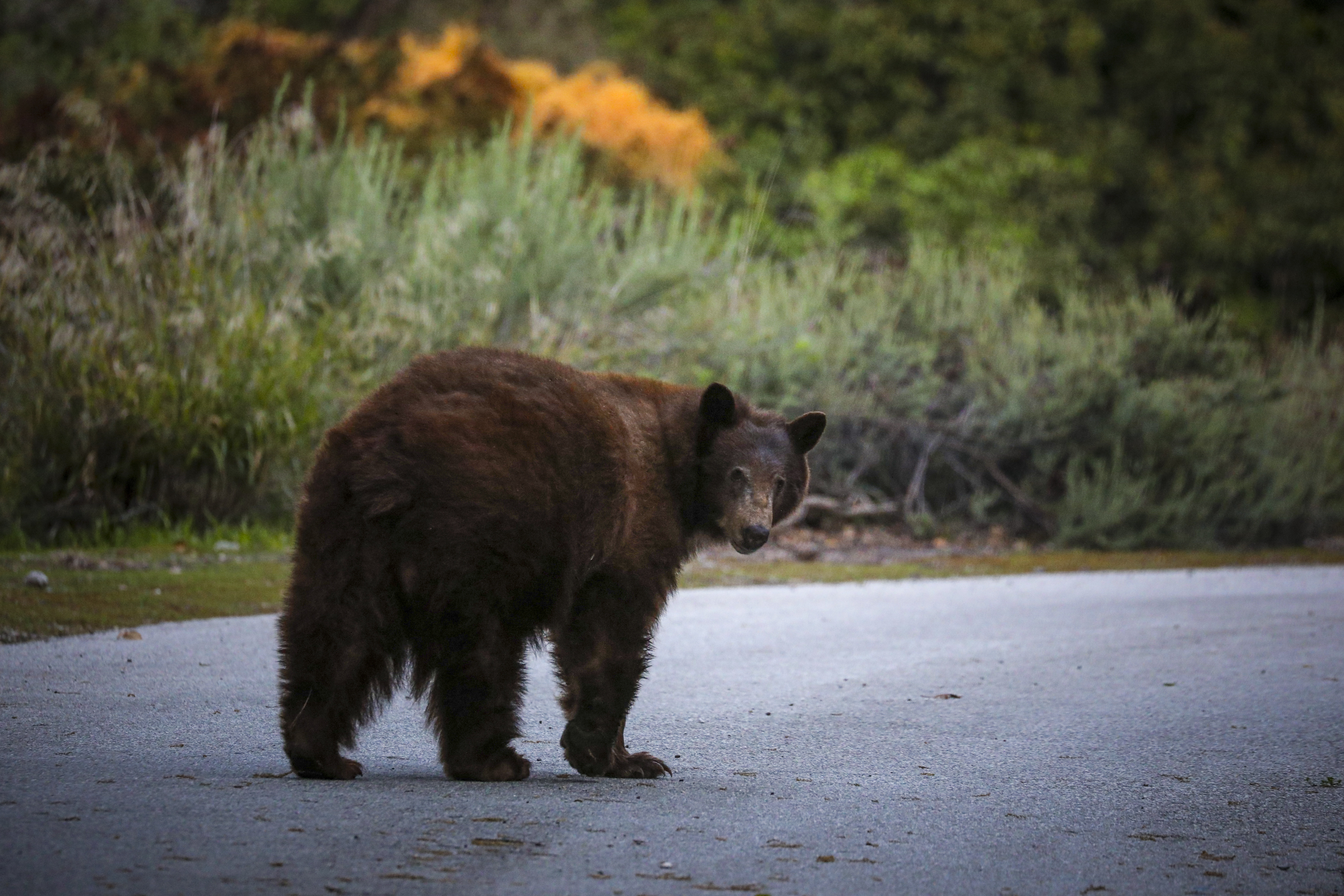 Tahoe council candidate accused of arson says it was a bear's fault - Vimarsana News