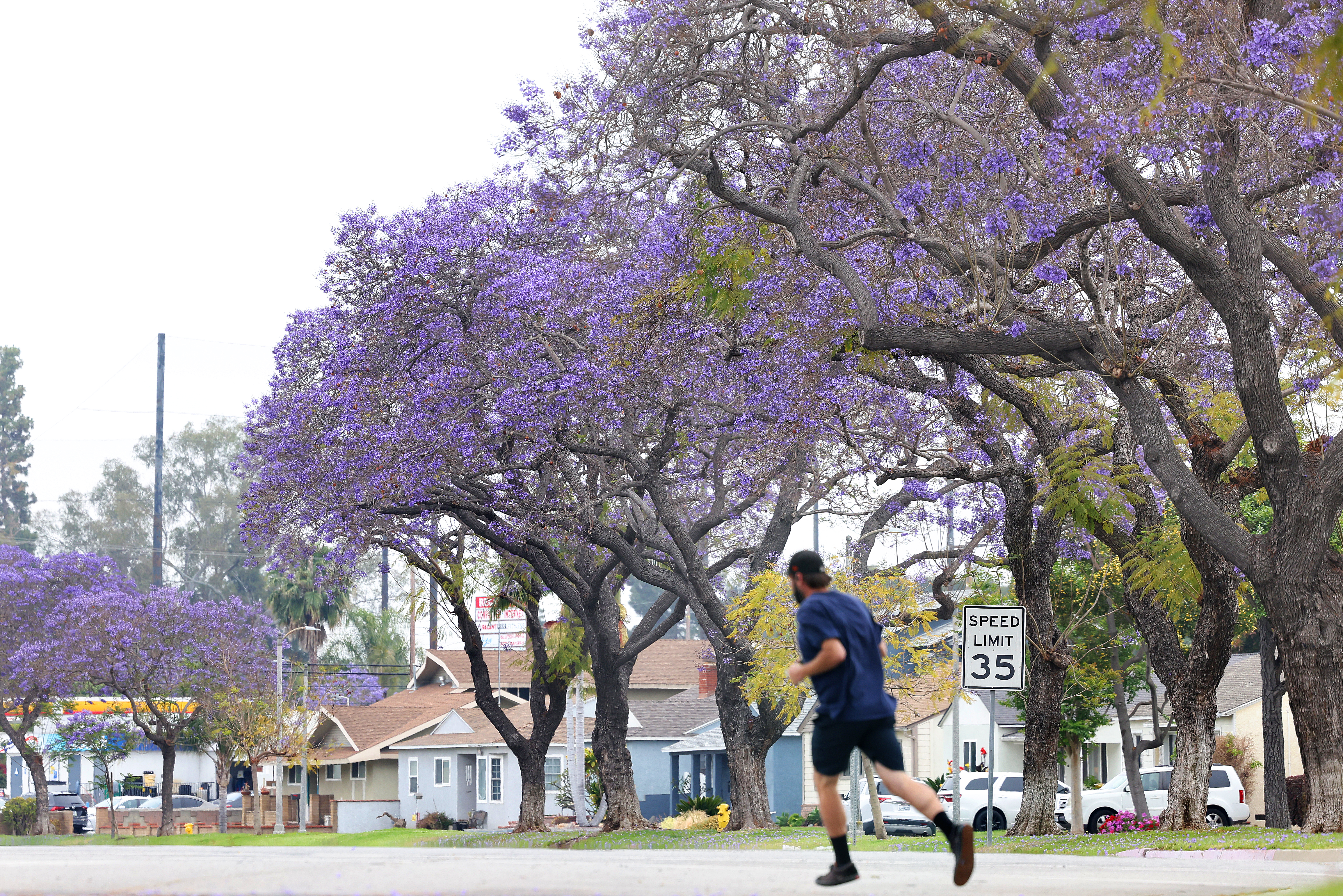 Jacarandas are now in bloom in Los Angeles - Los Angeles Times - Vimarsana News