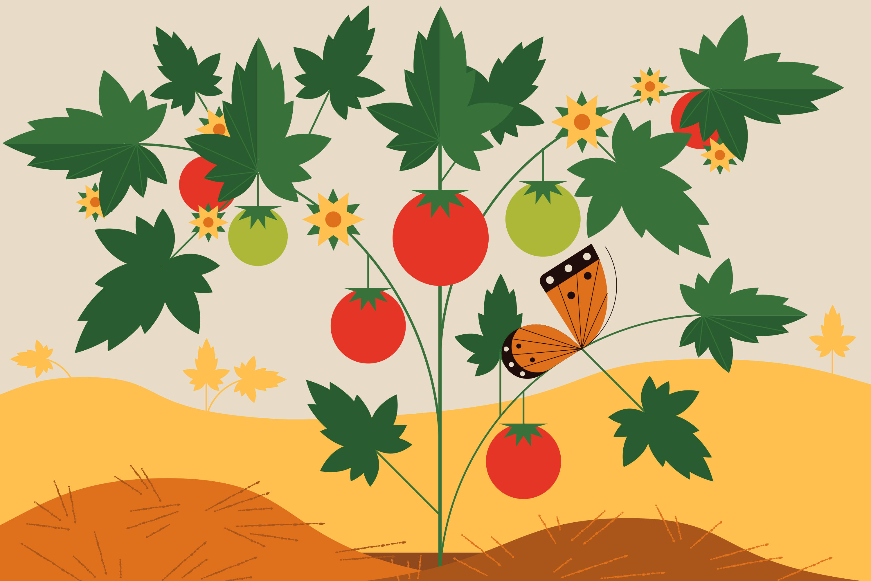 How to grow tomatoes without powdery mildew, fungus - Vimarsana News