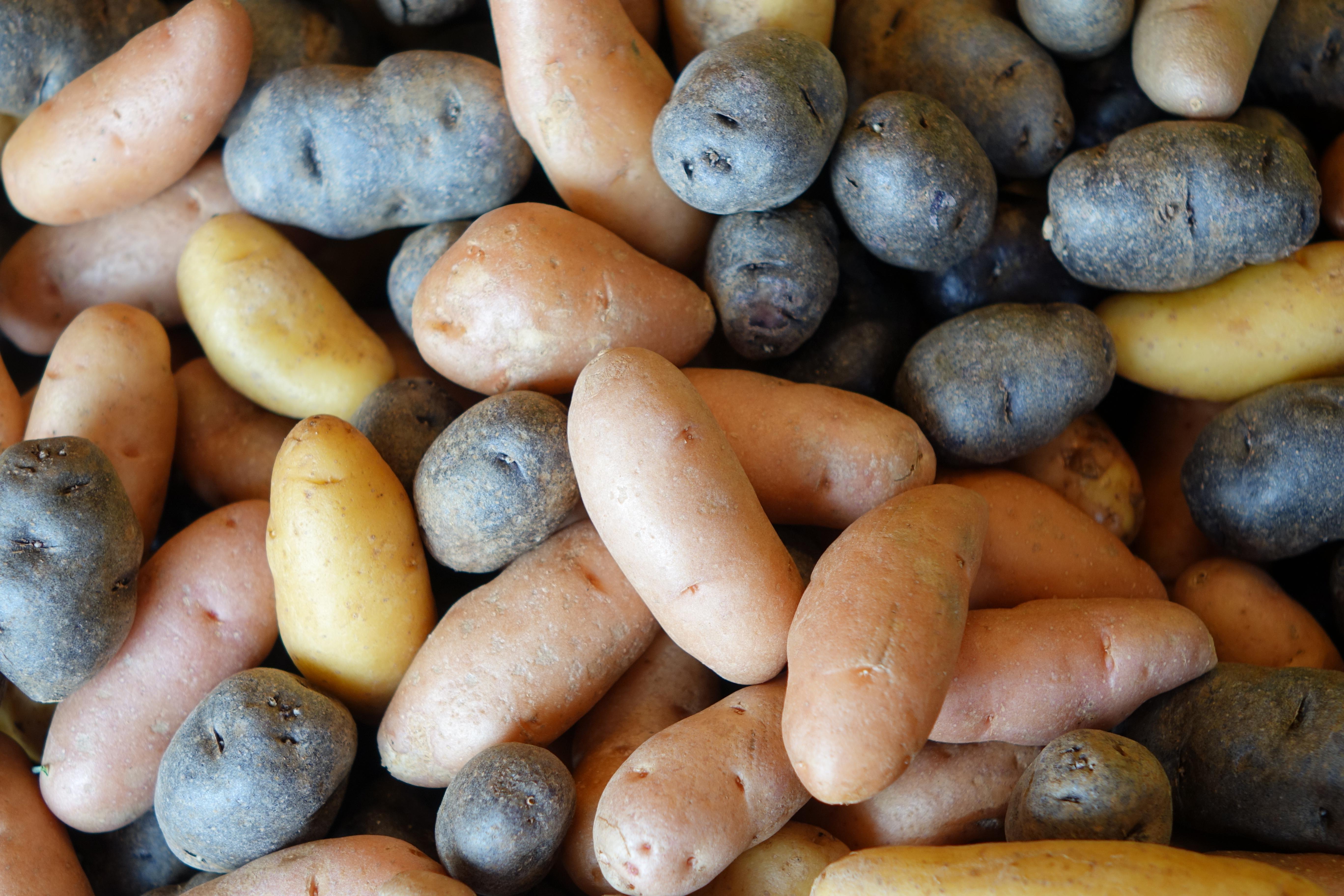 Good Natured Gardening: Potato Patato - Vimarsana News
