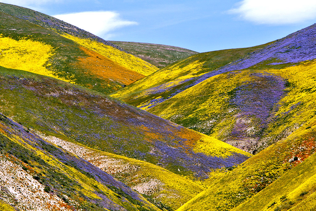 Opinion: Enjoy but don't destroy — how to see California's 'superbloom' - Vimarsana News