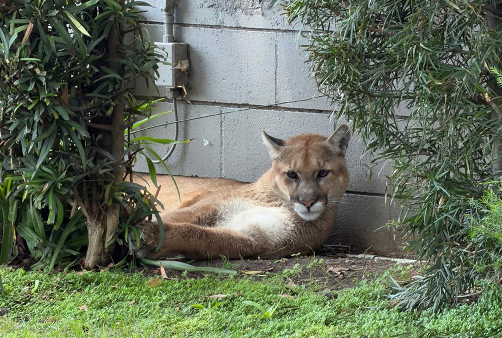 山獅現身帕薩迪納校園附近後被捕獲 文章封面圖