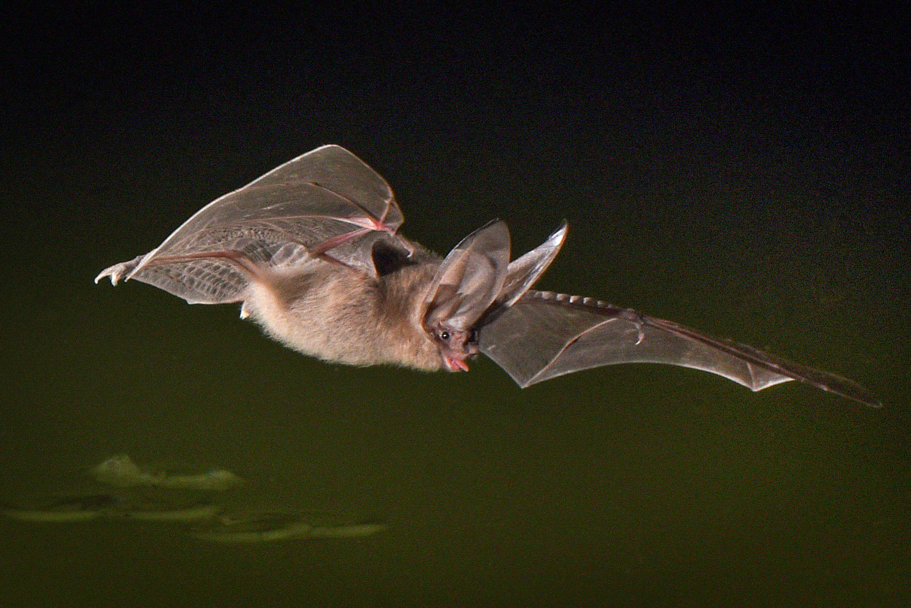 Column: Hearing these tiny critters' sounds is batty - The San Diego Union-Tribune - Vimarsana News