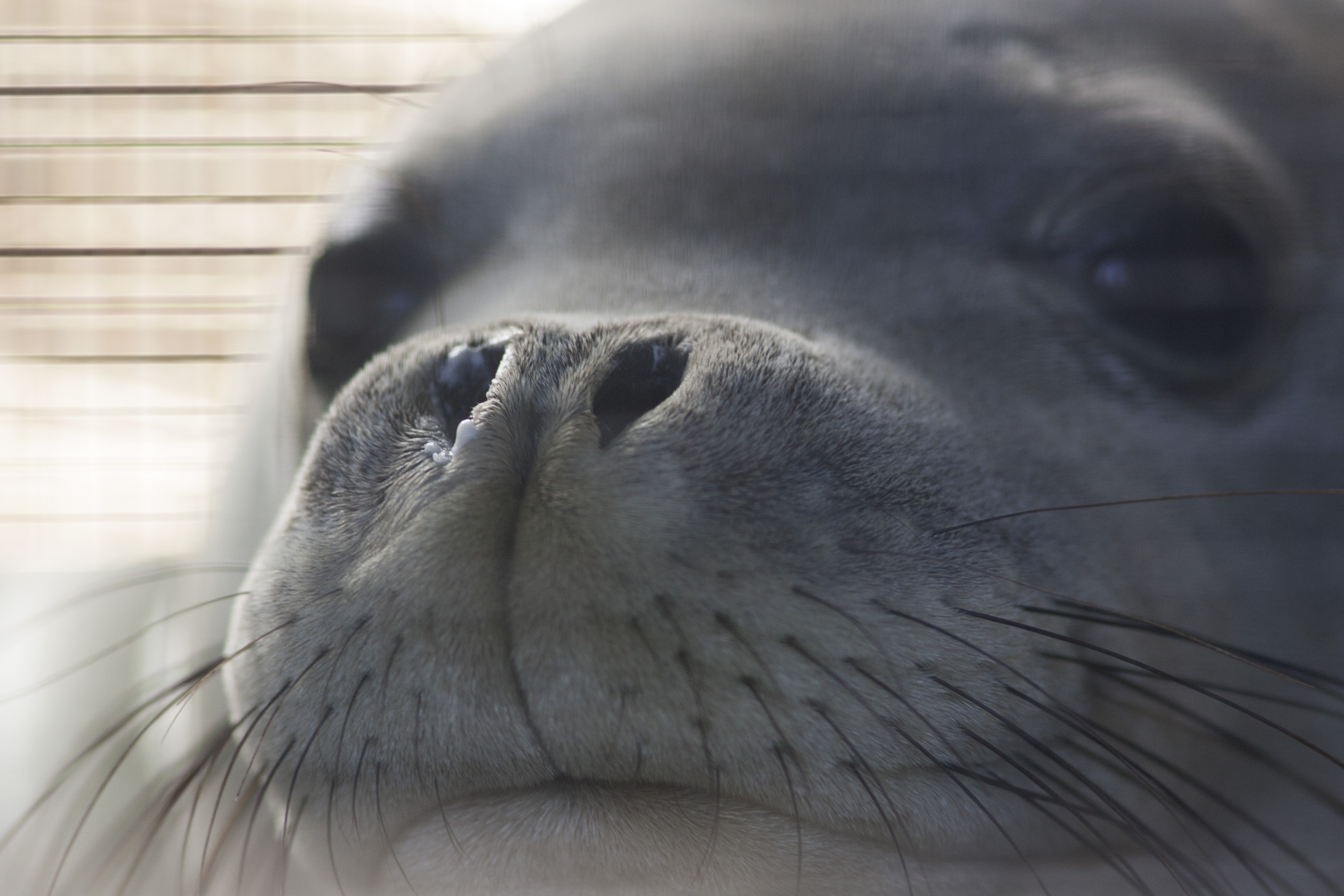 Endangered Hawaiian monk seal population highest in 2 decades - Vimarsana News