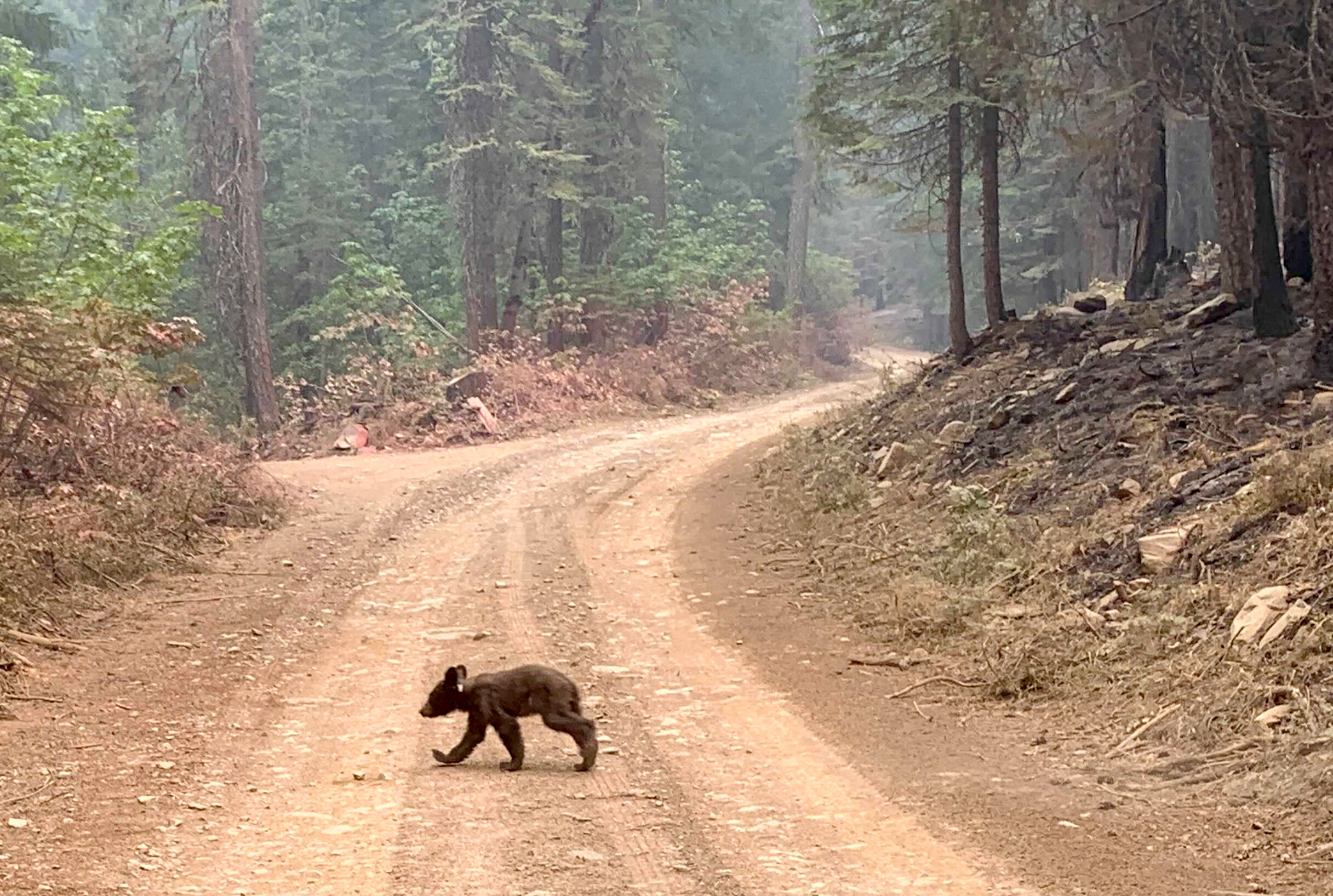 Black bears are killed on California roads in record numbers - Vimarsana News