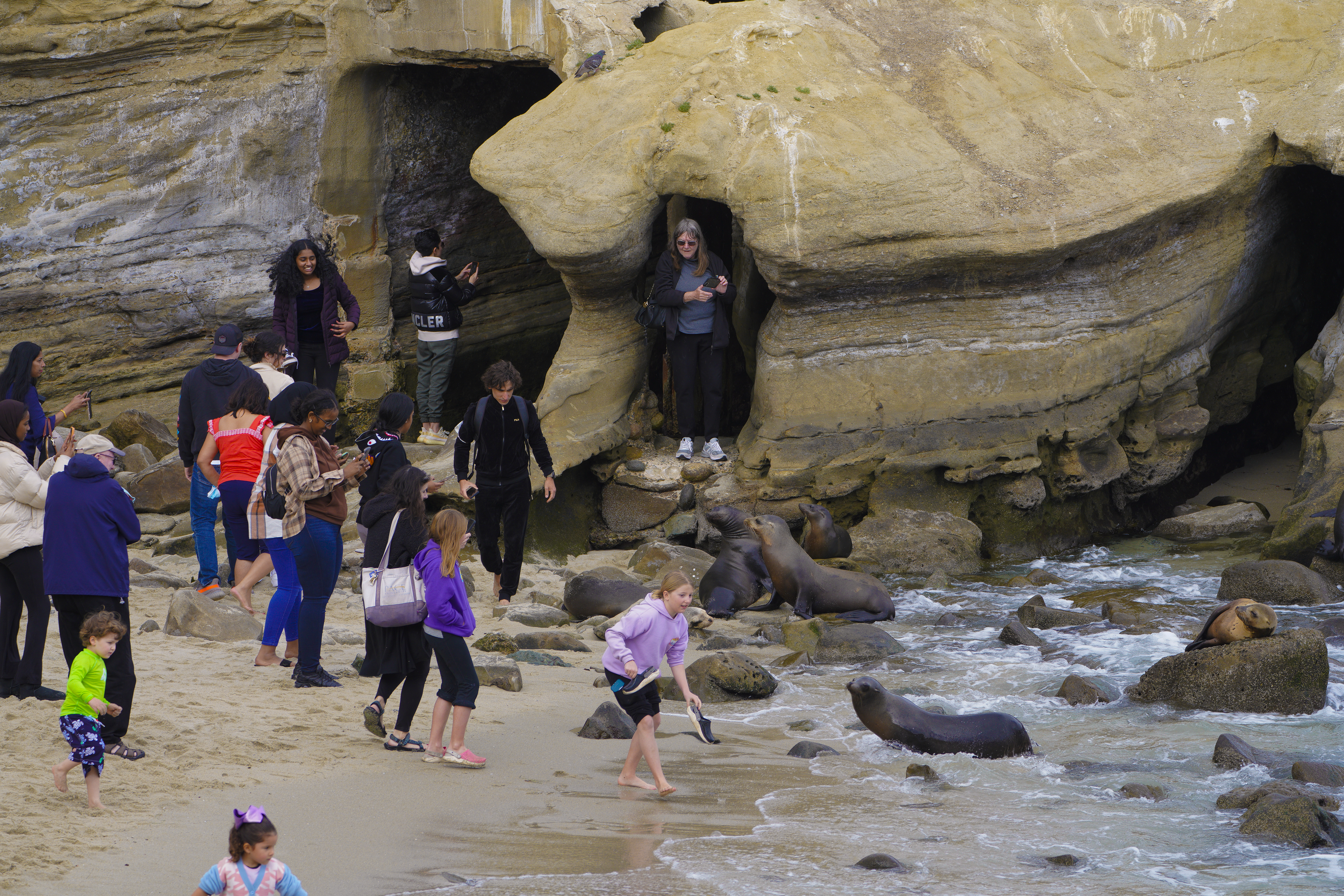 Sea lions chase away beachgoers at San Diego's La Jolla Cove - Vimarsana News