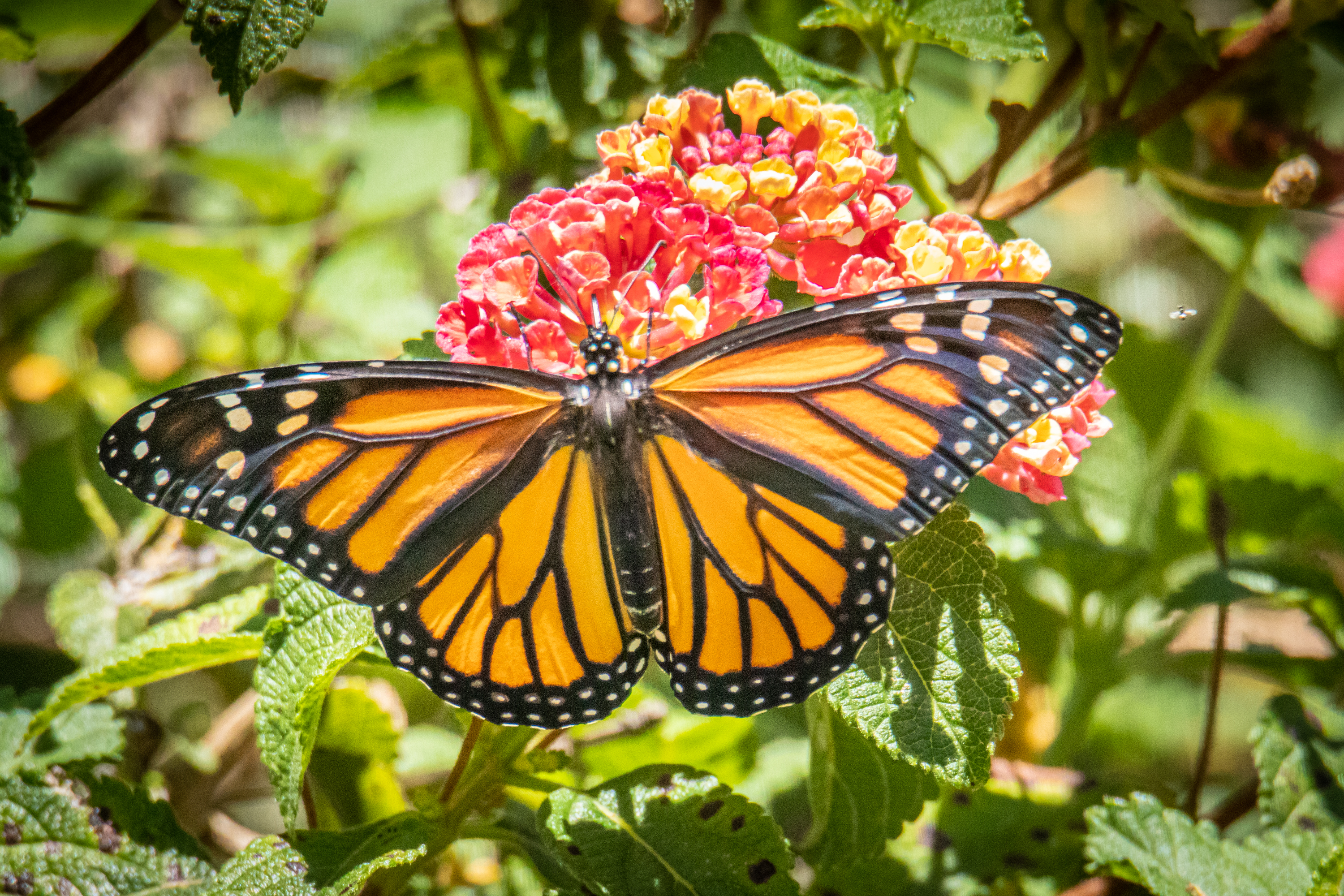Around Town: Roger's Gardens GM to speak on 'Monarchs & Milkweed' at Sherman Gardens - Vimarsana News