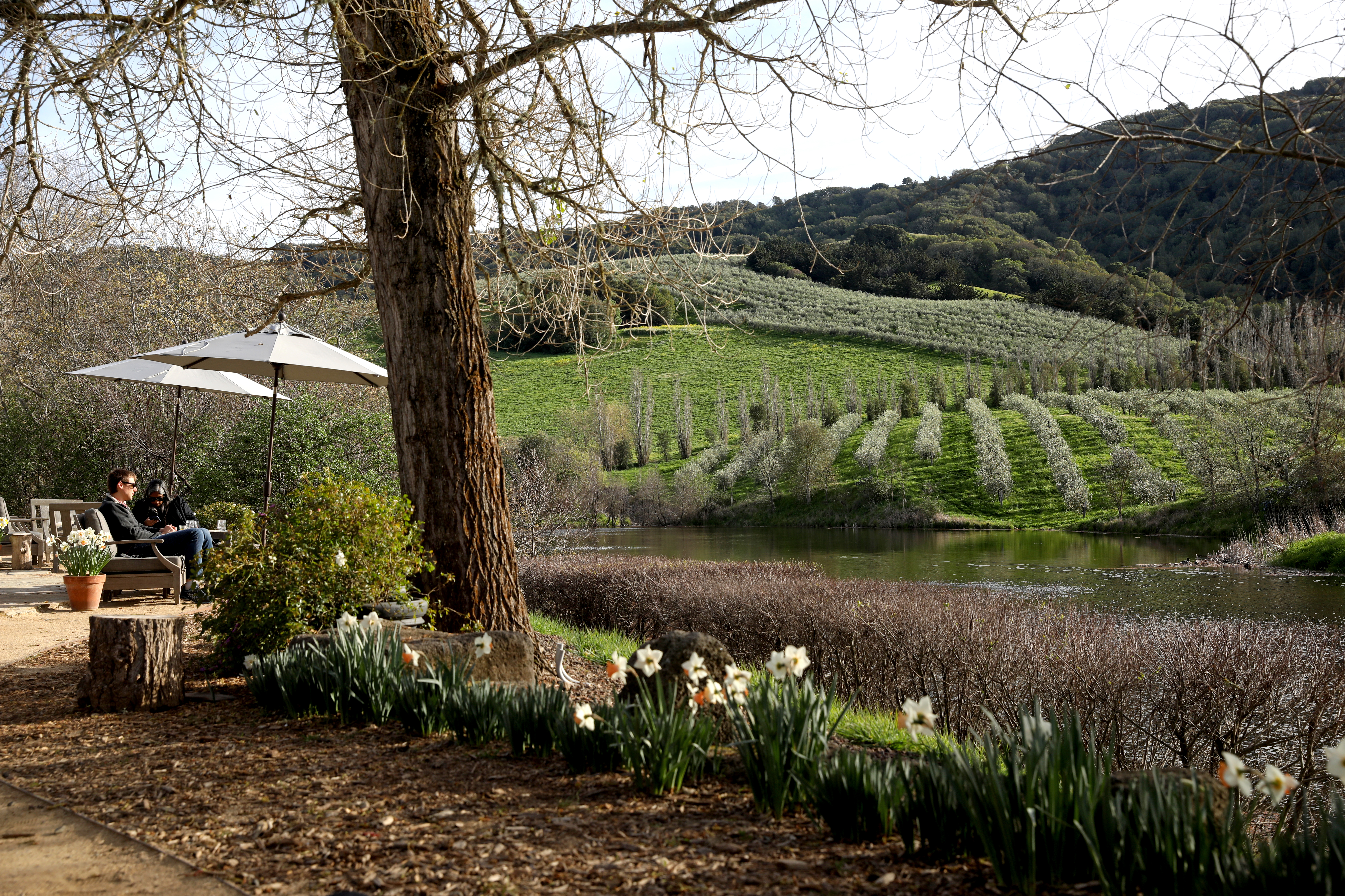 Olive oil feud sparks larger debate about California's brand - Vimarsana News