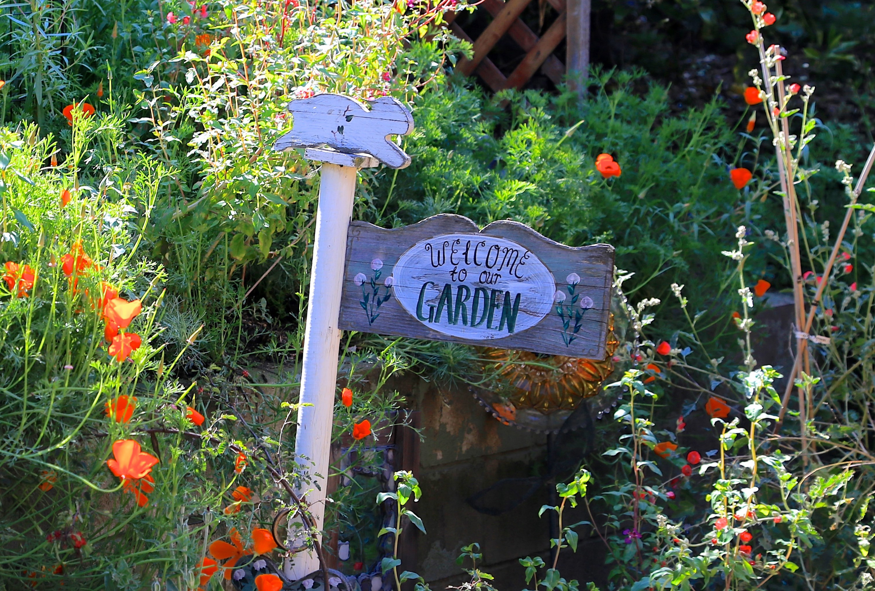 San Diego chapter queues up events for California Native Plant Week - Vimarsana News