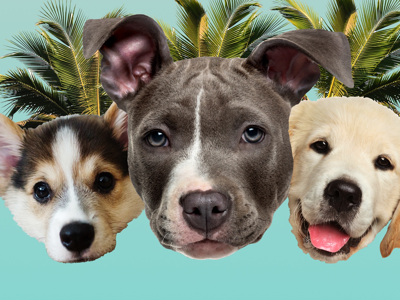Right-wing myth: Meth-laced poop afflicts San Francisco dogs - Vimarsana News