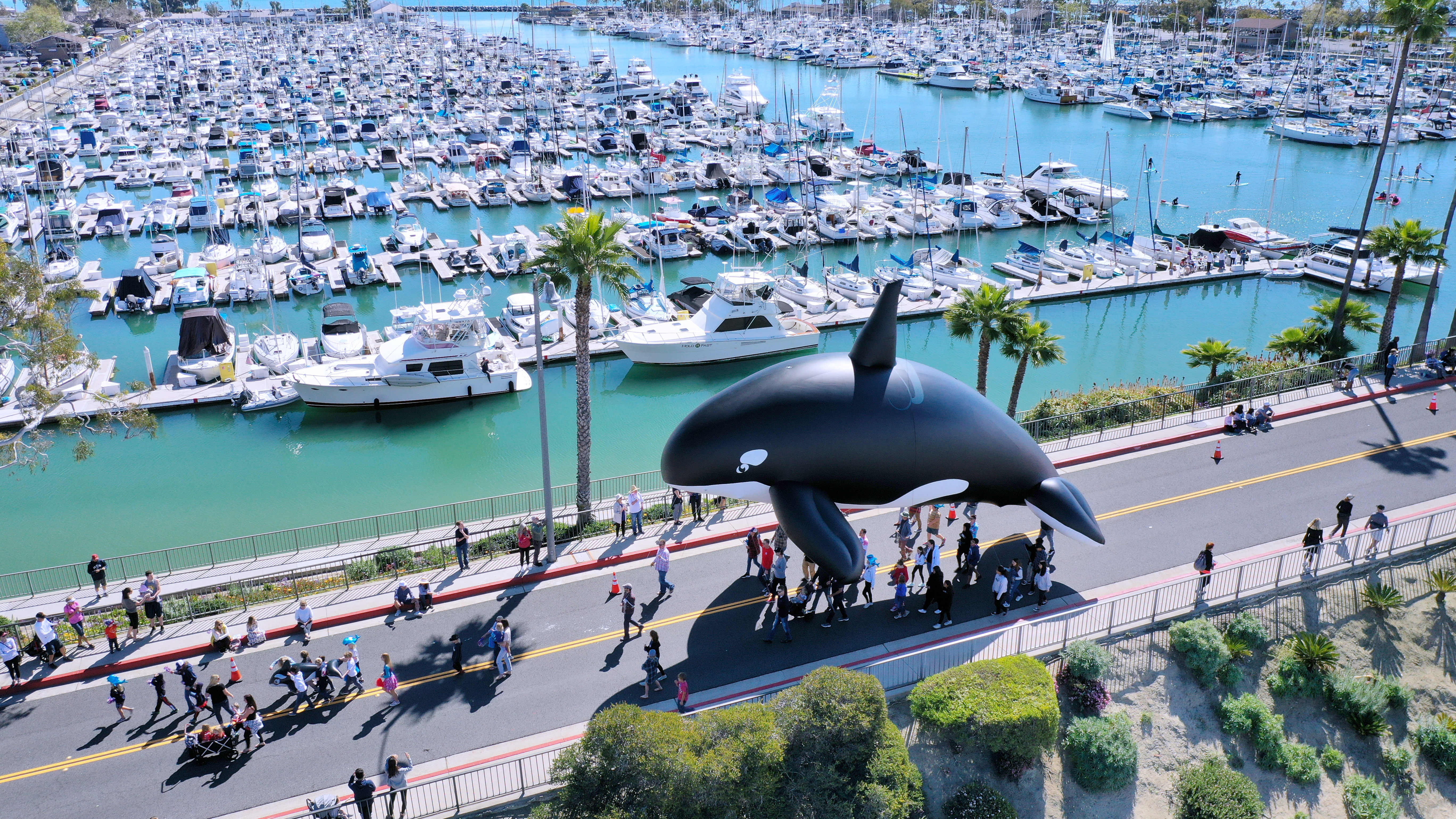 51st annual Festival of Whales returns to Dana Point Harbor - Vimarsana News