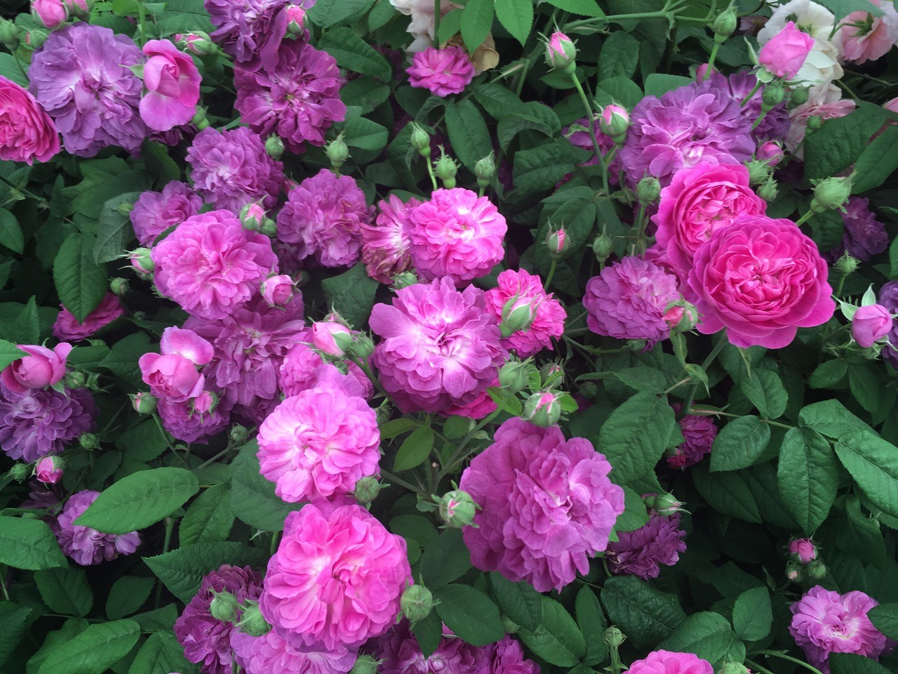 In search of the elusive ouch-free rose - Vimarsana News