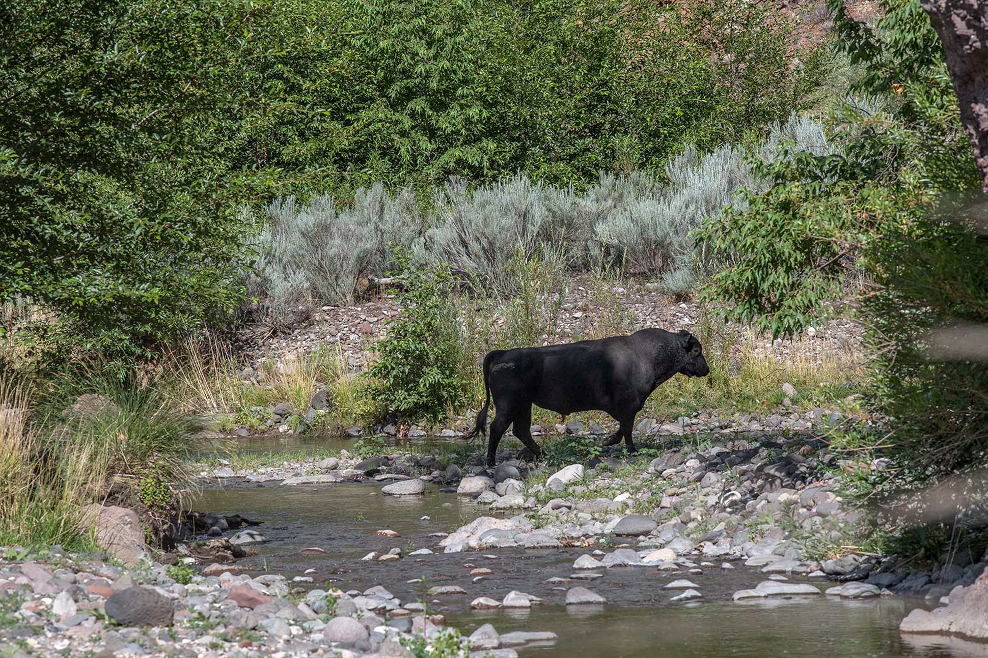 Federal agents to hunt feral cattle from helicopters in New Mexico - Vimarsana News
