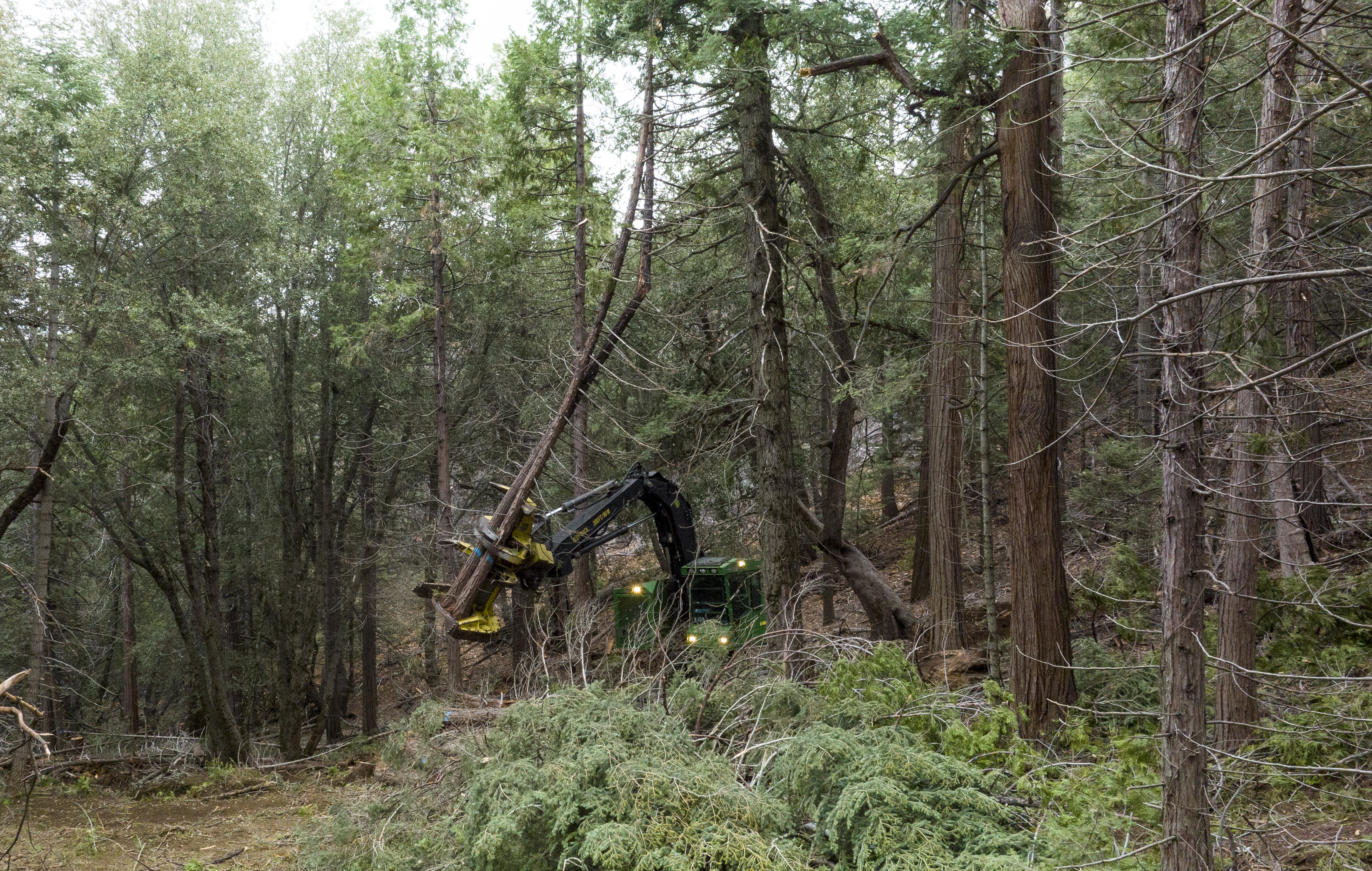 Will Southern California embrace logging of its 'sky island' forests? - The San Diego Union-Tribune - Vimarsana News