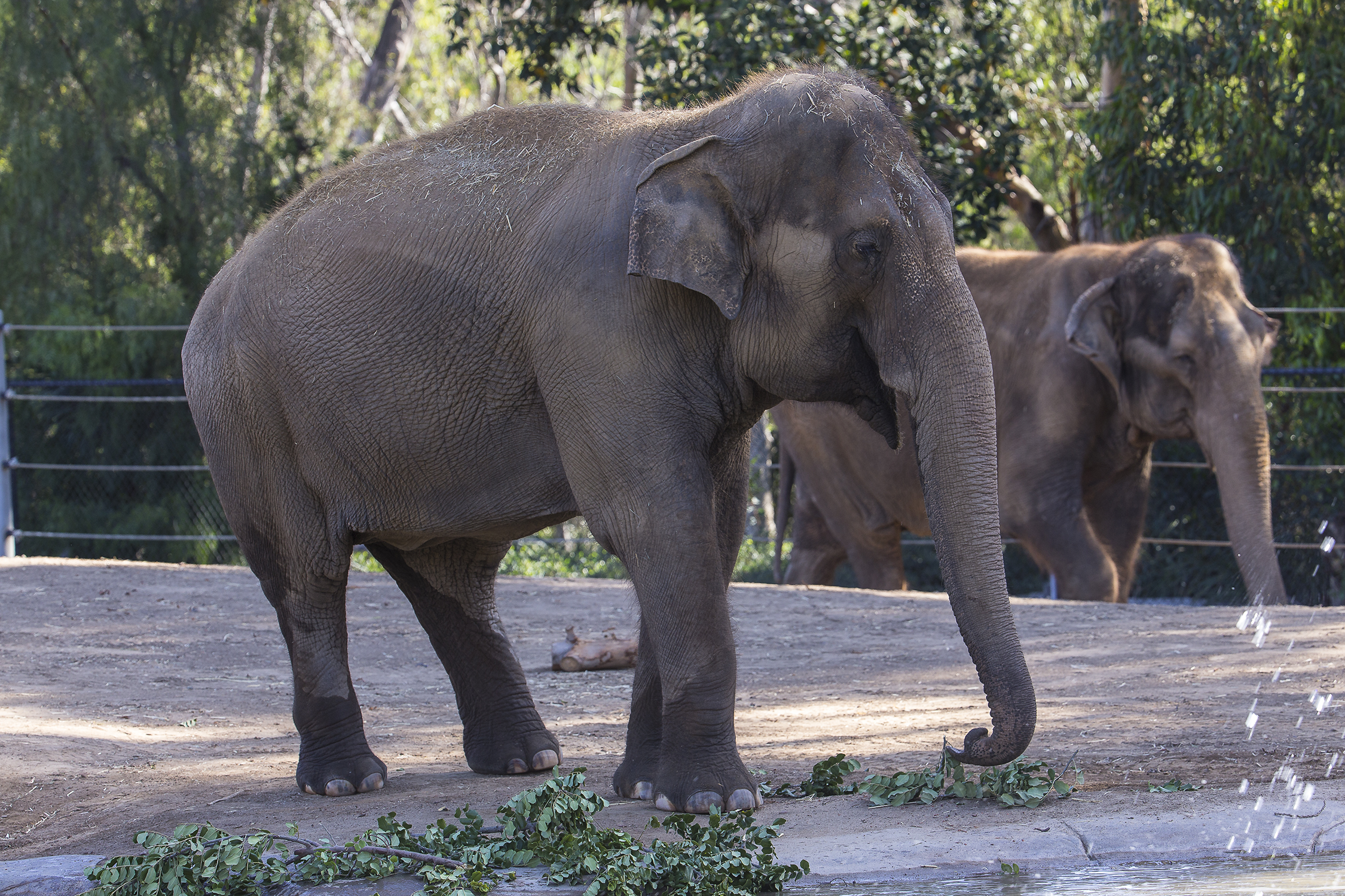 45-year-old Asian elephant Devi is euthanized at San Diego Zoo - Vimarsana News