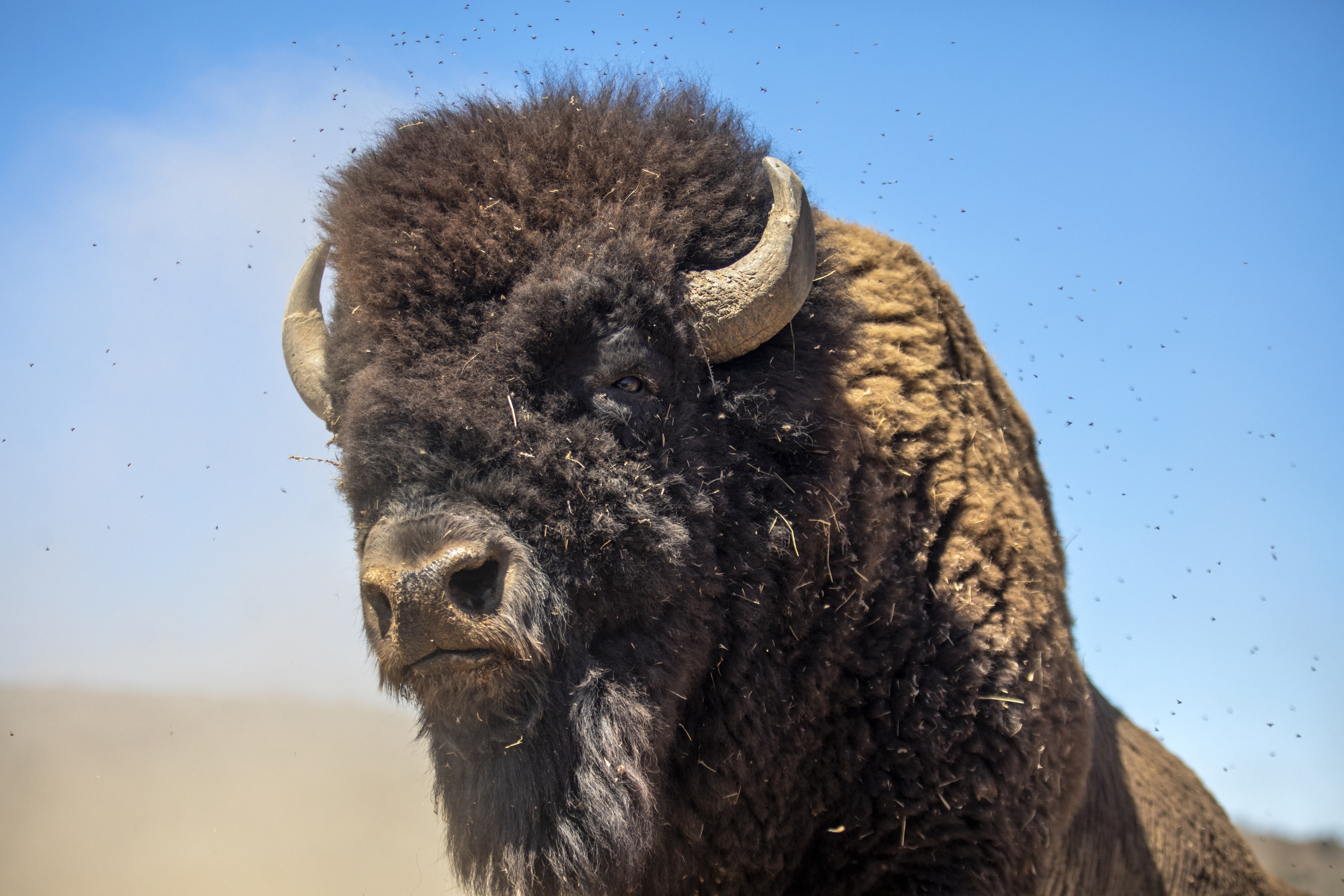 Today's Headlines: On California's arid archipelago, the wildlife thirst - Vimarsana News