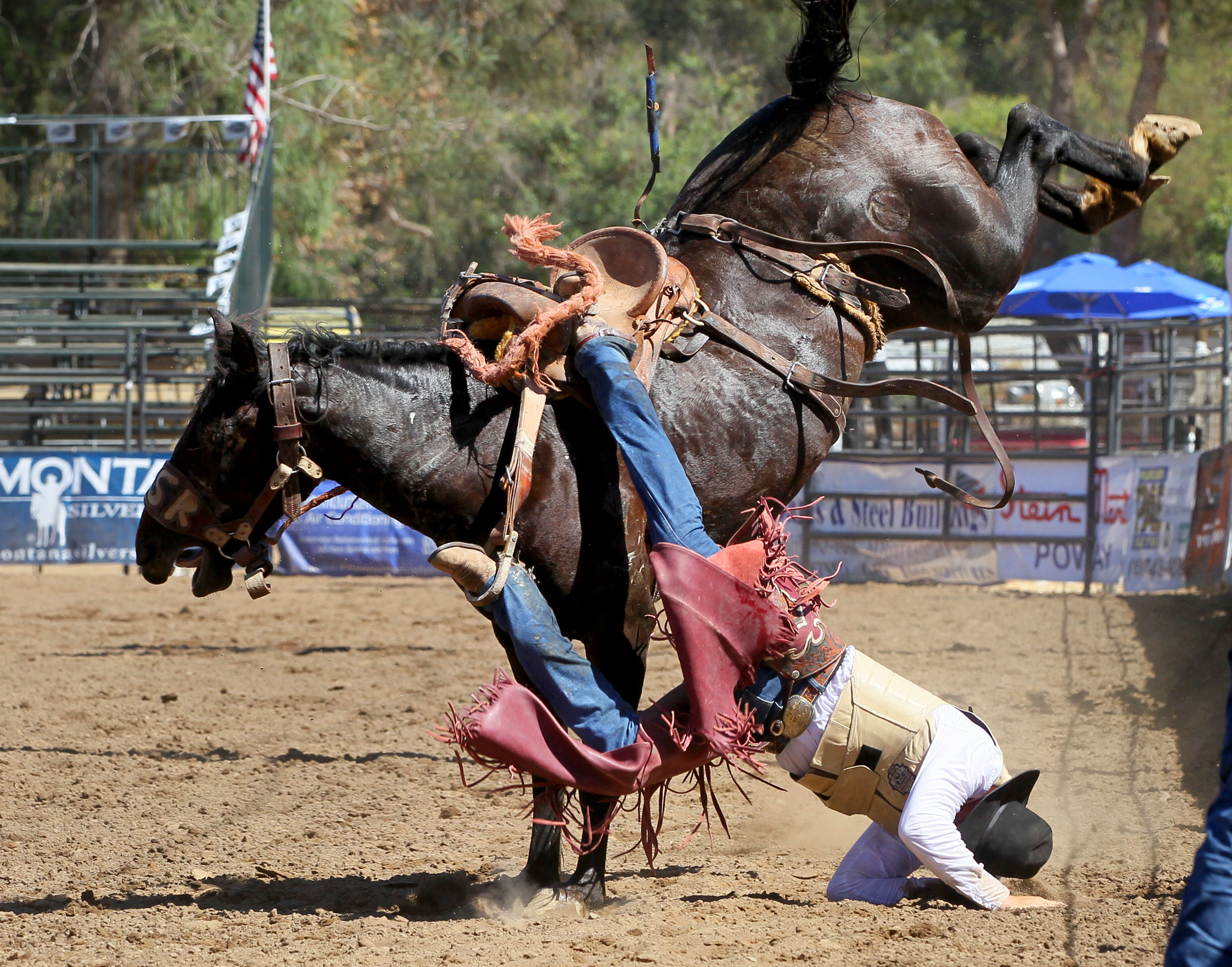 California rodeo animals face violent and deadly casualties - Vimarsana News