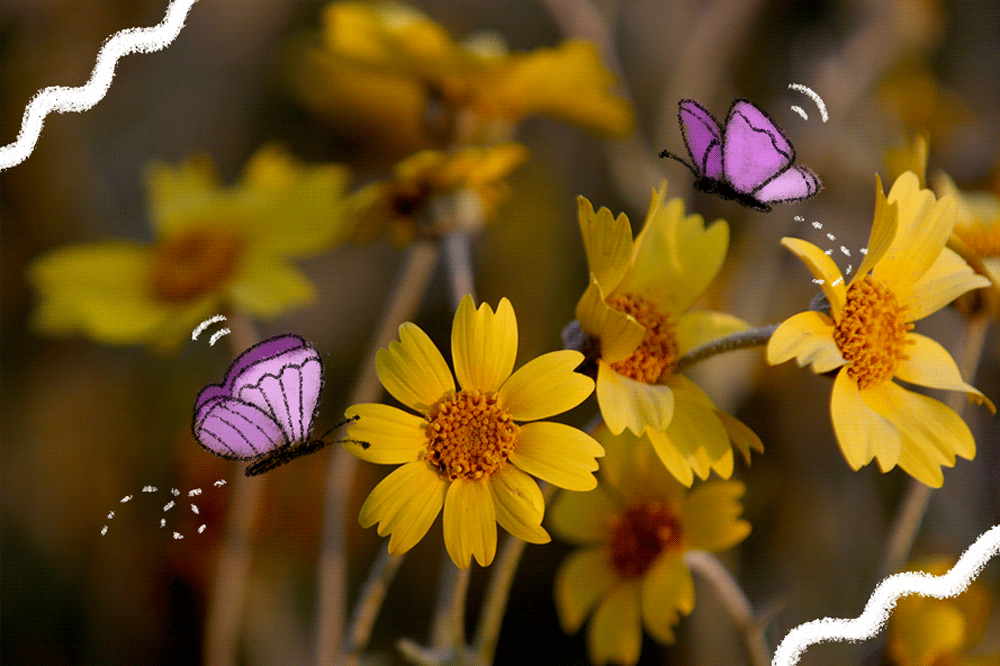 5 ways to see phenomenal flowers in Southern California - Vimarsana News