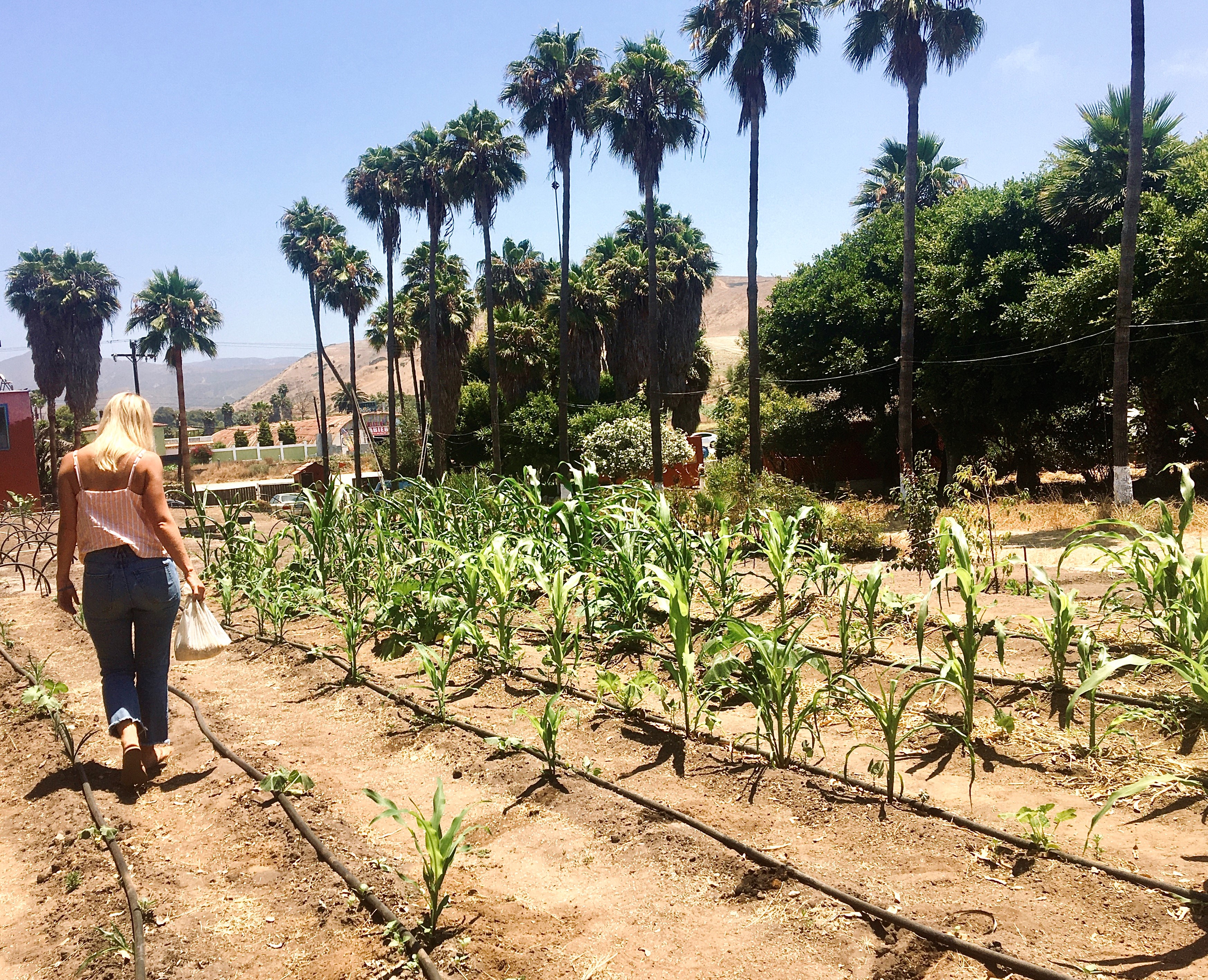 UCSD nurse and former hip-hop ambassador launch farm for the needy in Baja - Vimarsana News