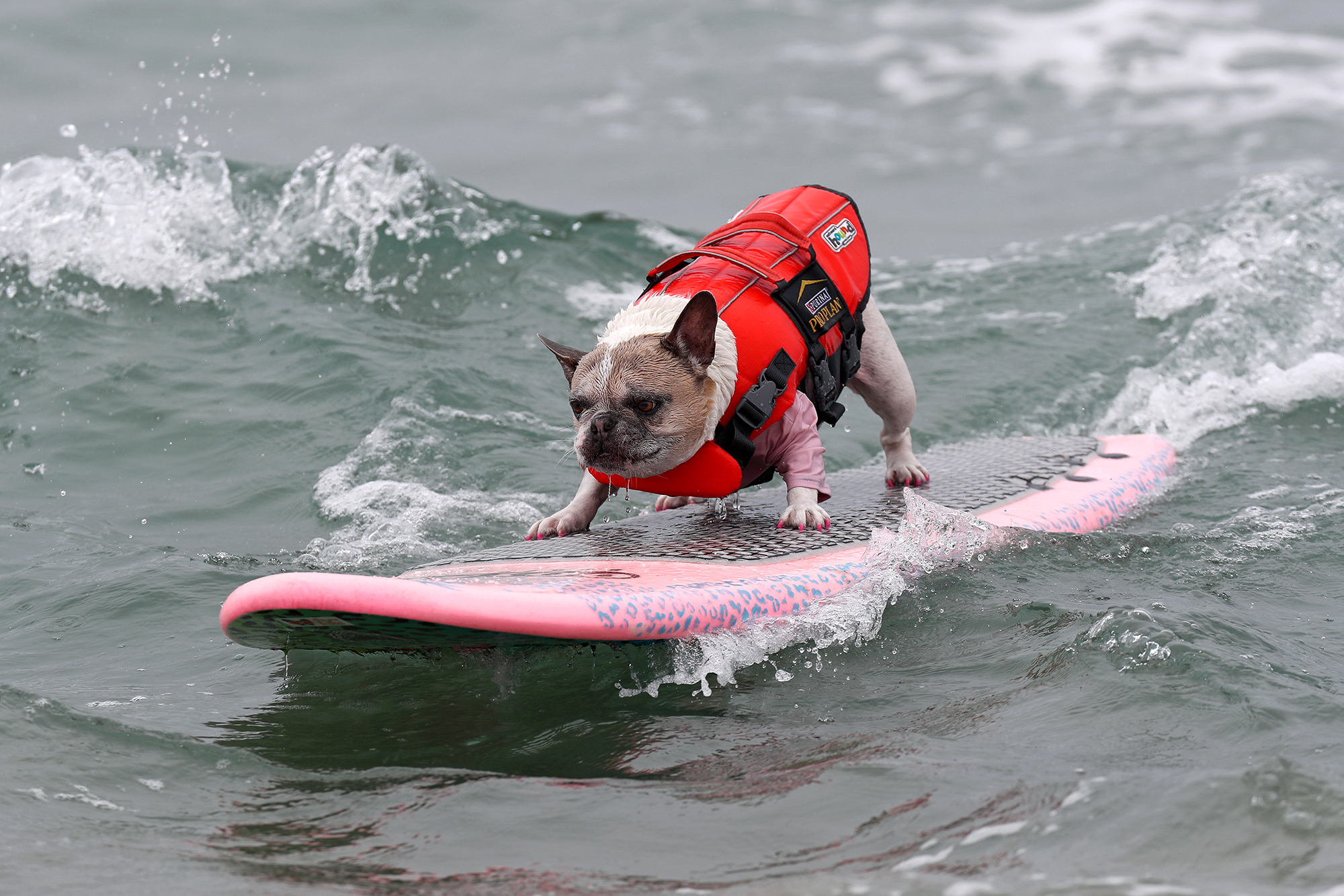 Surfing canines let 'er rip at event in Huntington Beach - Vimarsana News