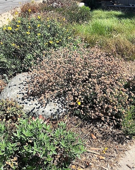 San Dieguito River Valley Conservancy offers webinars that help homeowners learn how to integrate their landscapes with nature - Vimarsana News