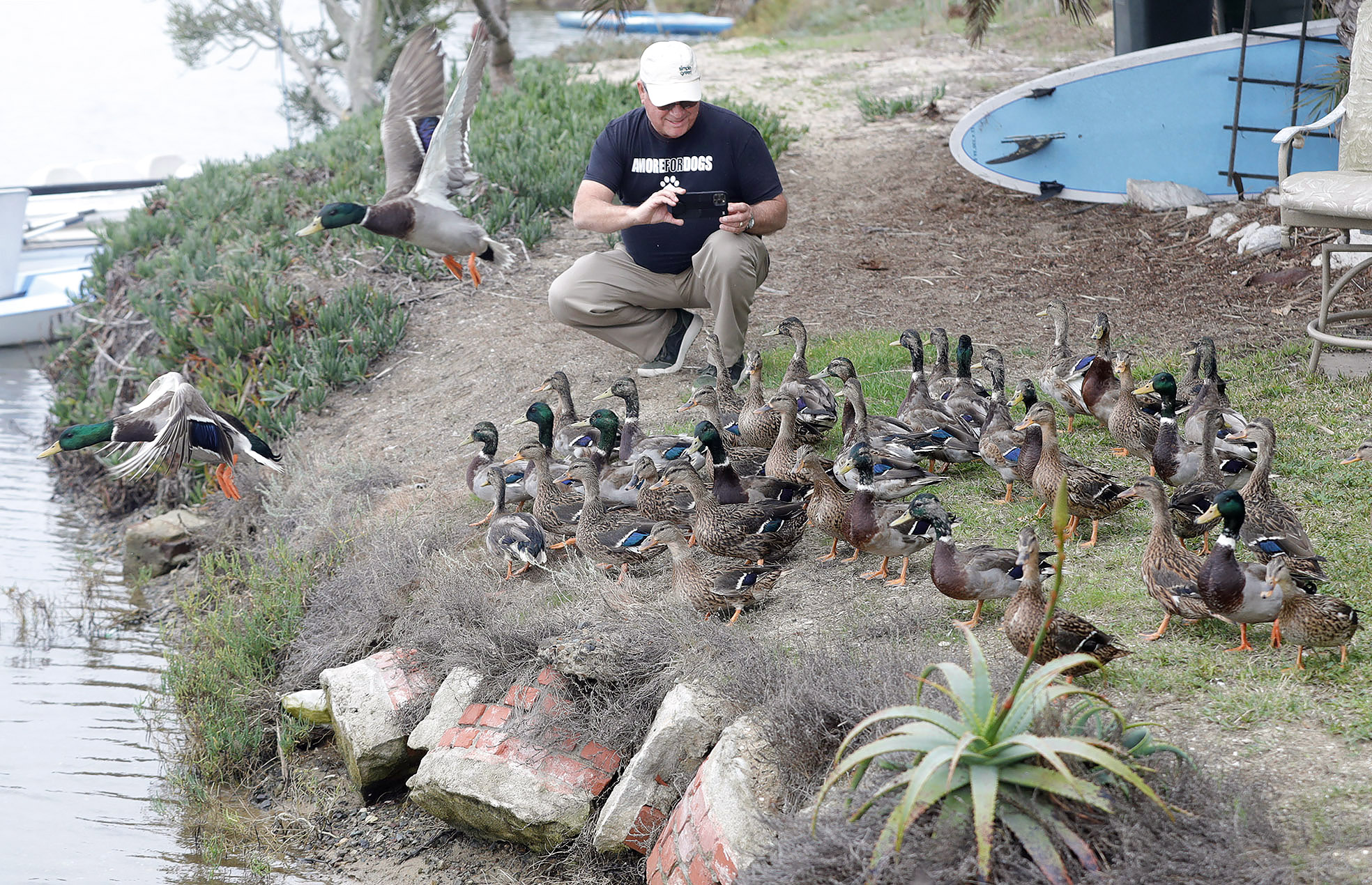 More than 100 mallards released to the skies and waters in Newport Beach - Vimarsana News