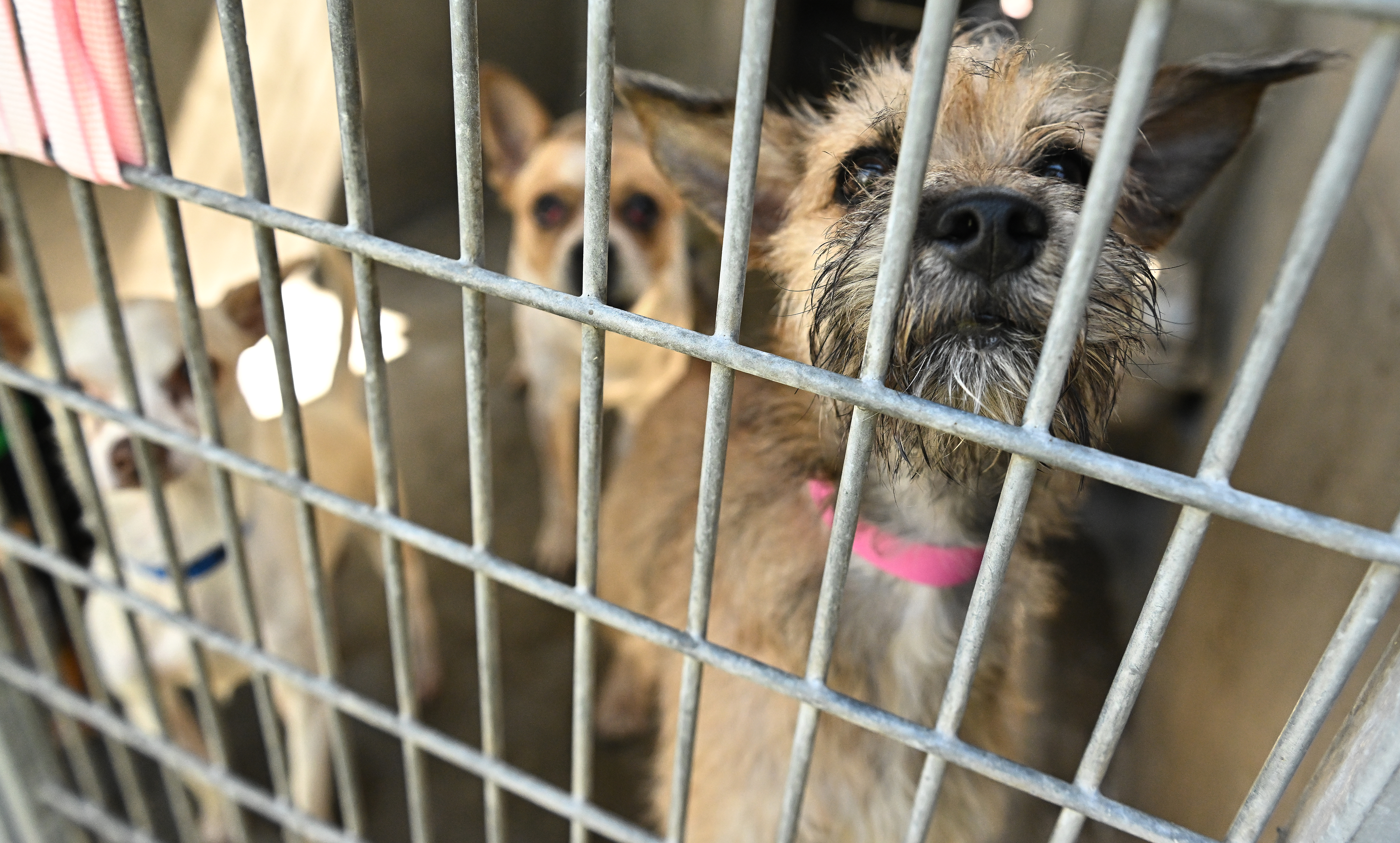 How to help the pets in L.A.'s animal shelters - Los Angeles Times - Vimarsana News