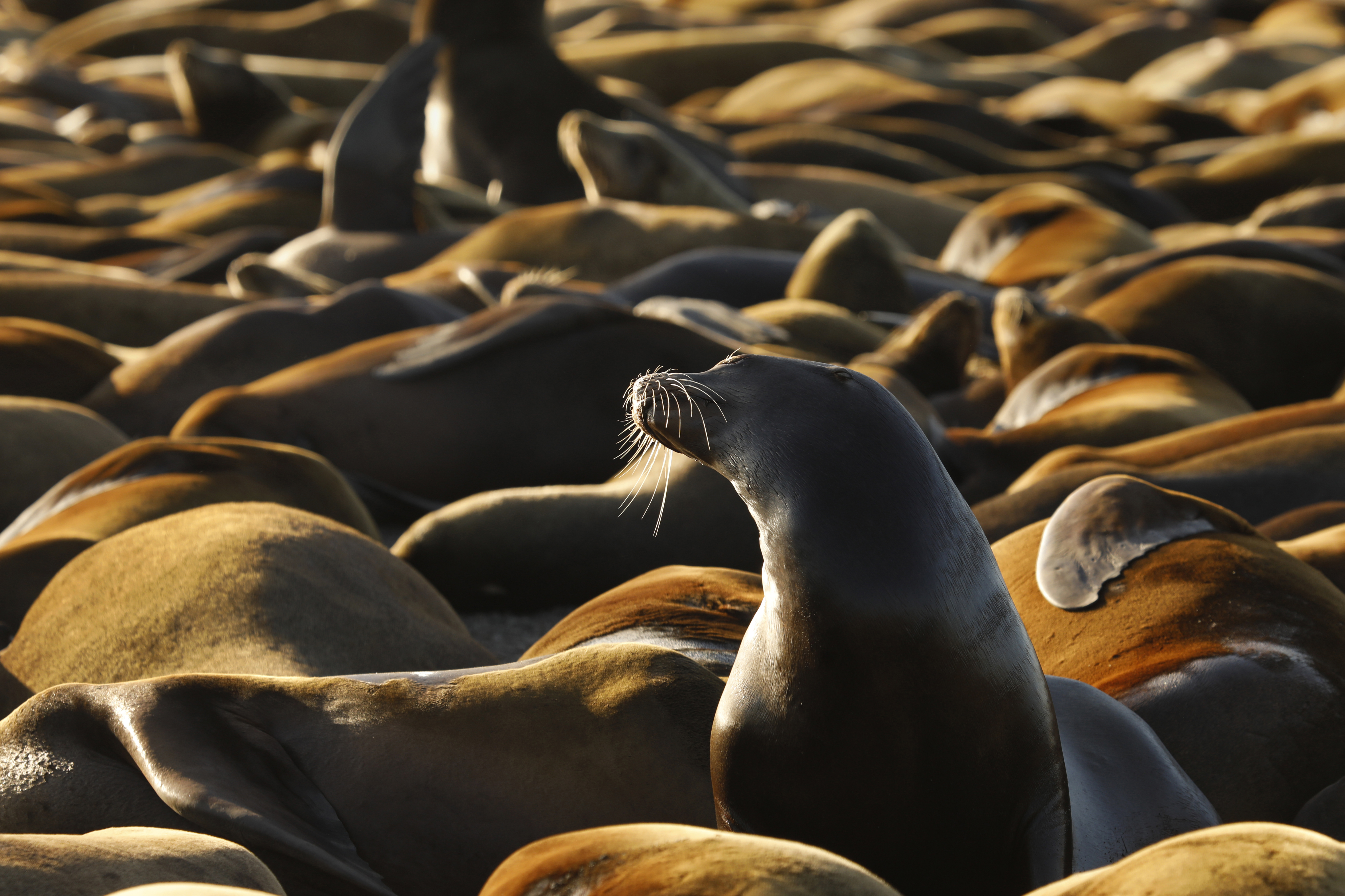 Dead baby sea lions along California coastal islands alarm researchers - Vimarsana News