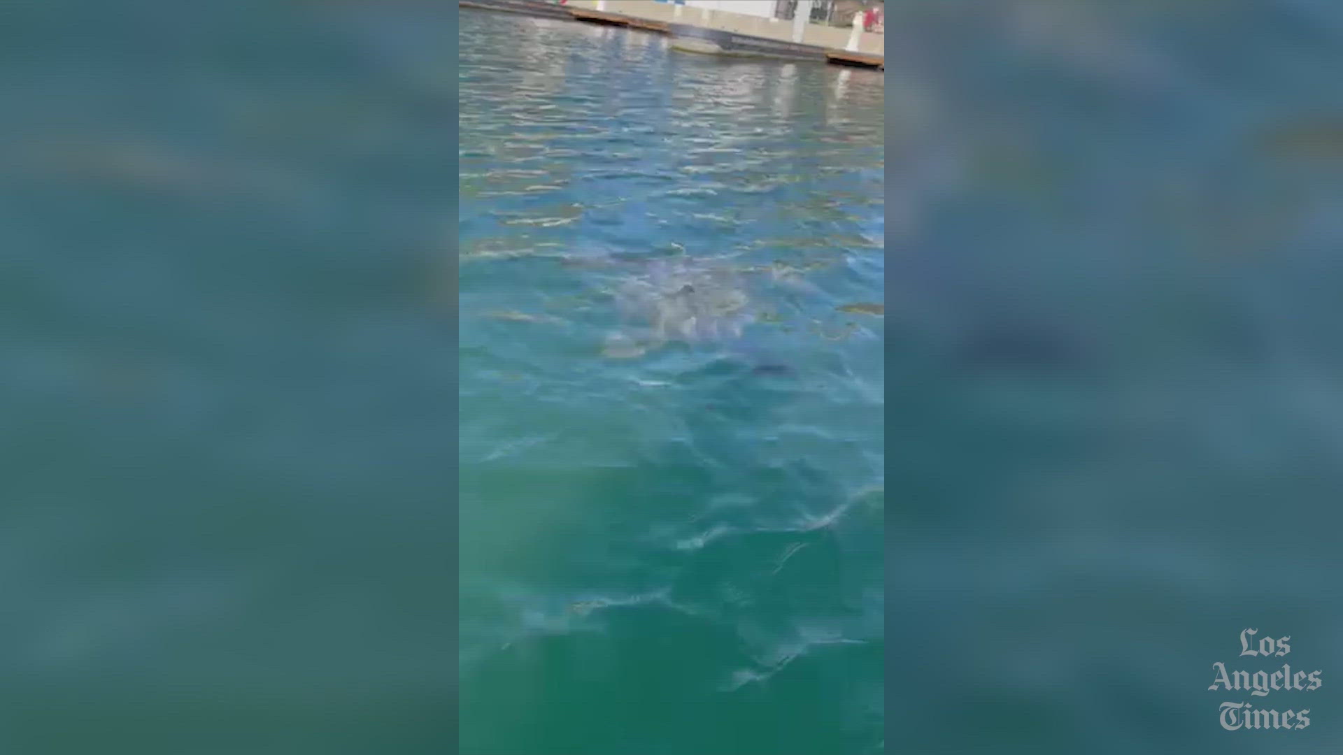 It's not your imagination: More sea turtles than ever are hanging out in L.A. - Vimarsana News