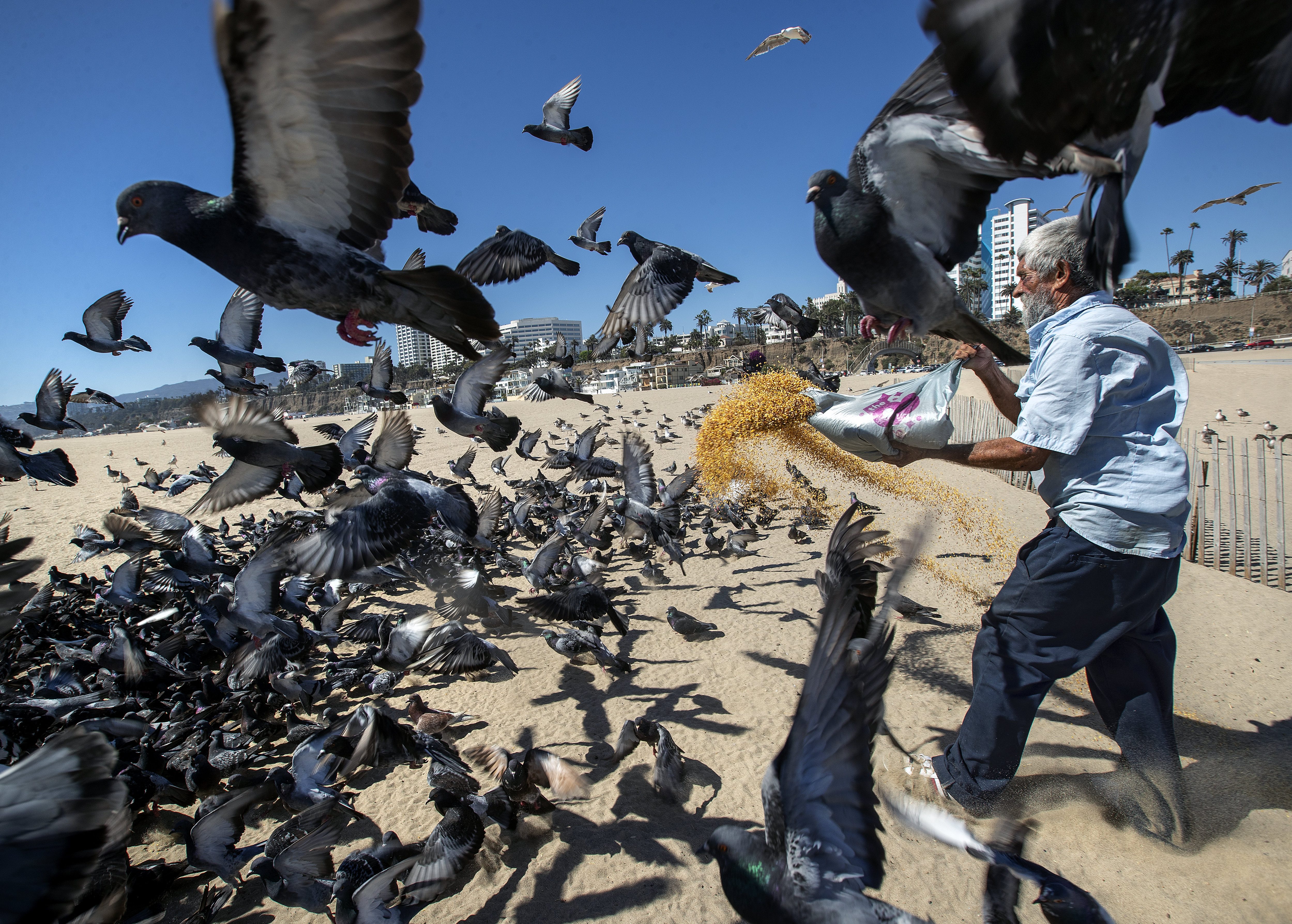 Column: ‘We are in the presence of a saint’: A homeless man’s mission to feed L.A.'s cats and birds