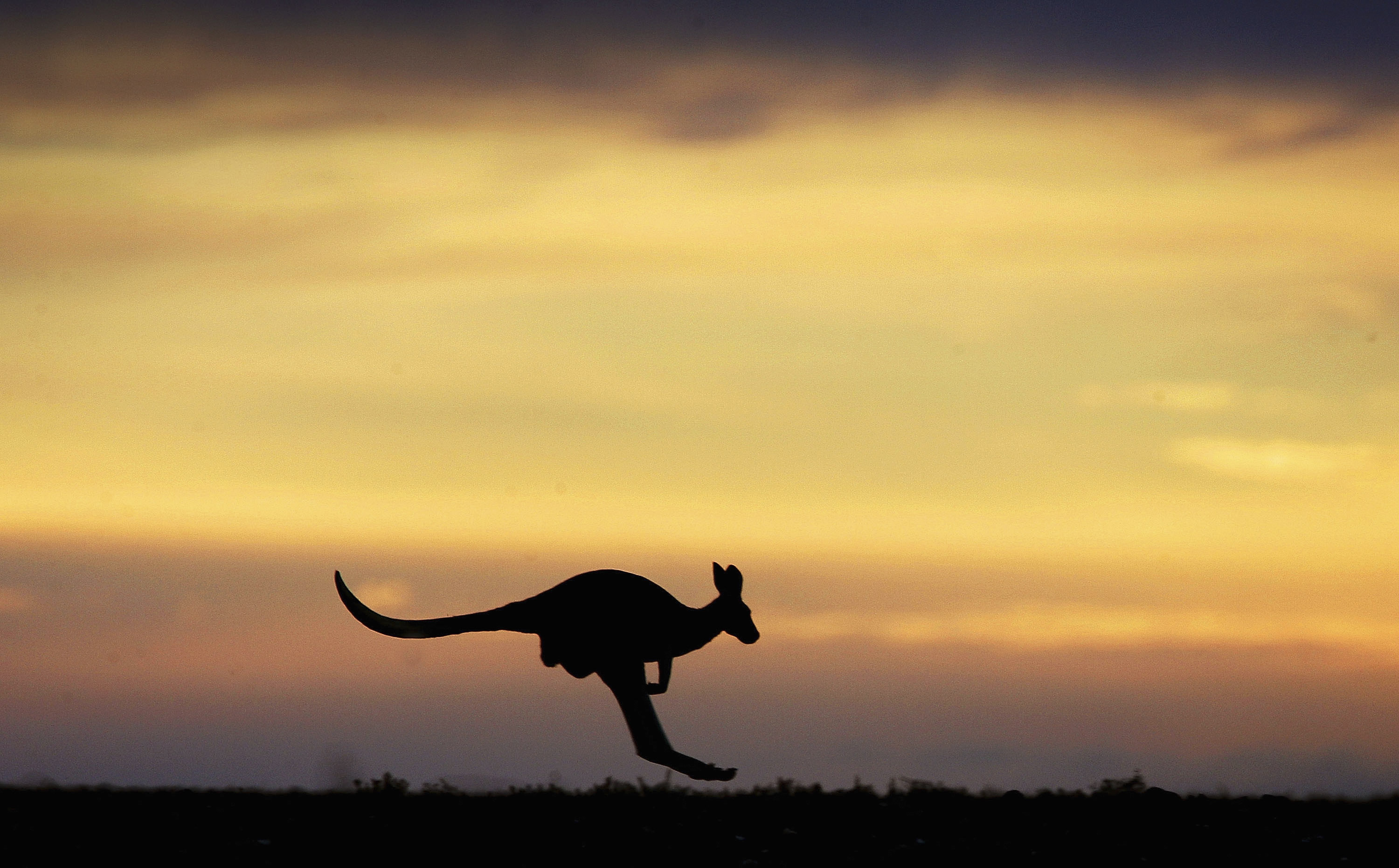 California soccer shops accused of selling kangaroo leather - Vimarsana News