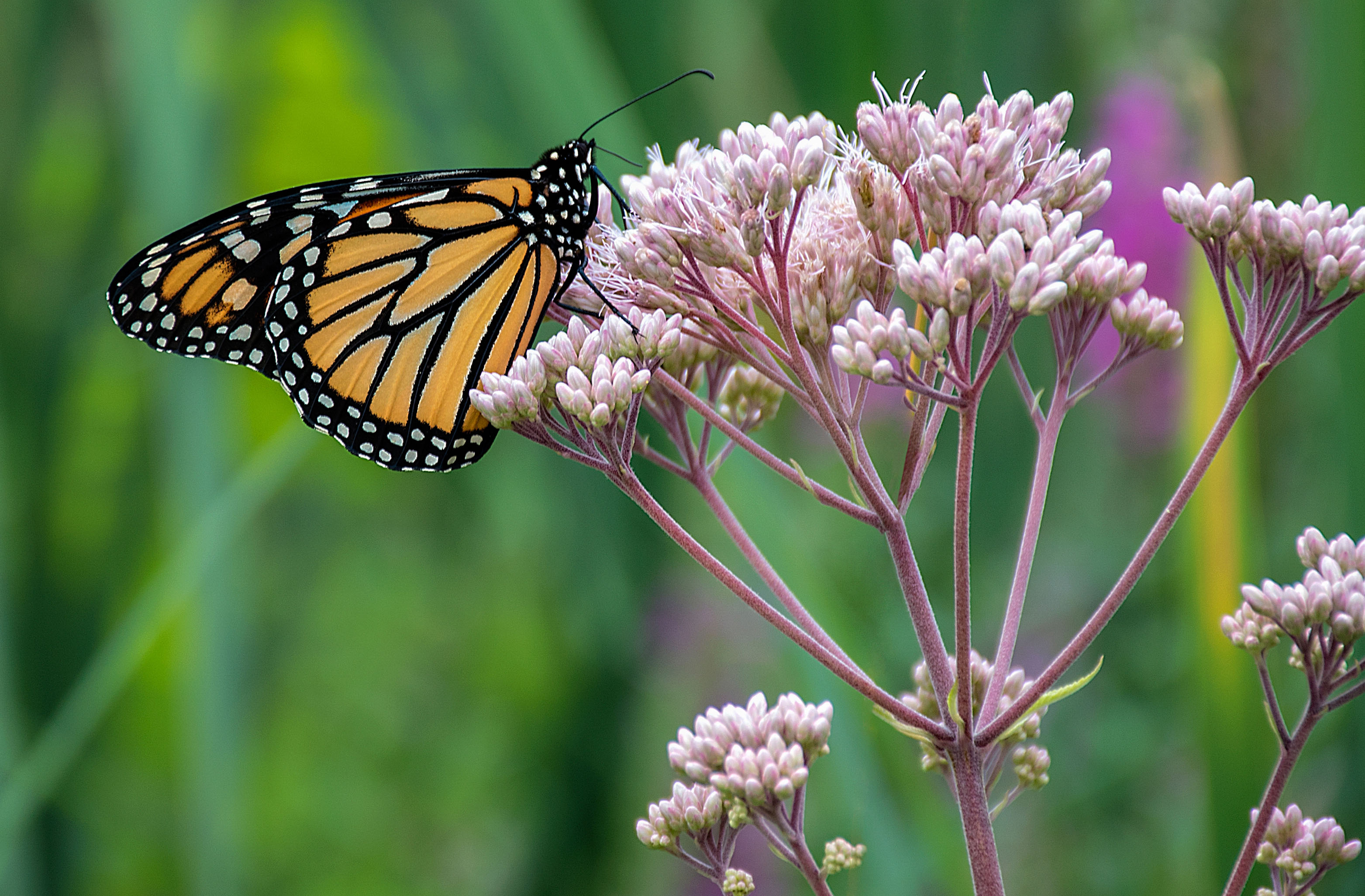 How to find native milkweed for monarch butterflies - The San Diego Union-Tribune - Vimarsana News