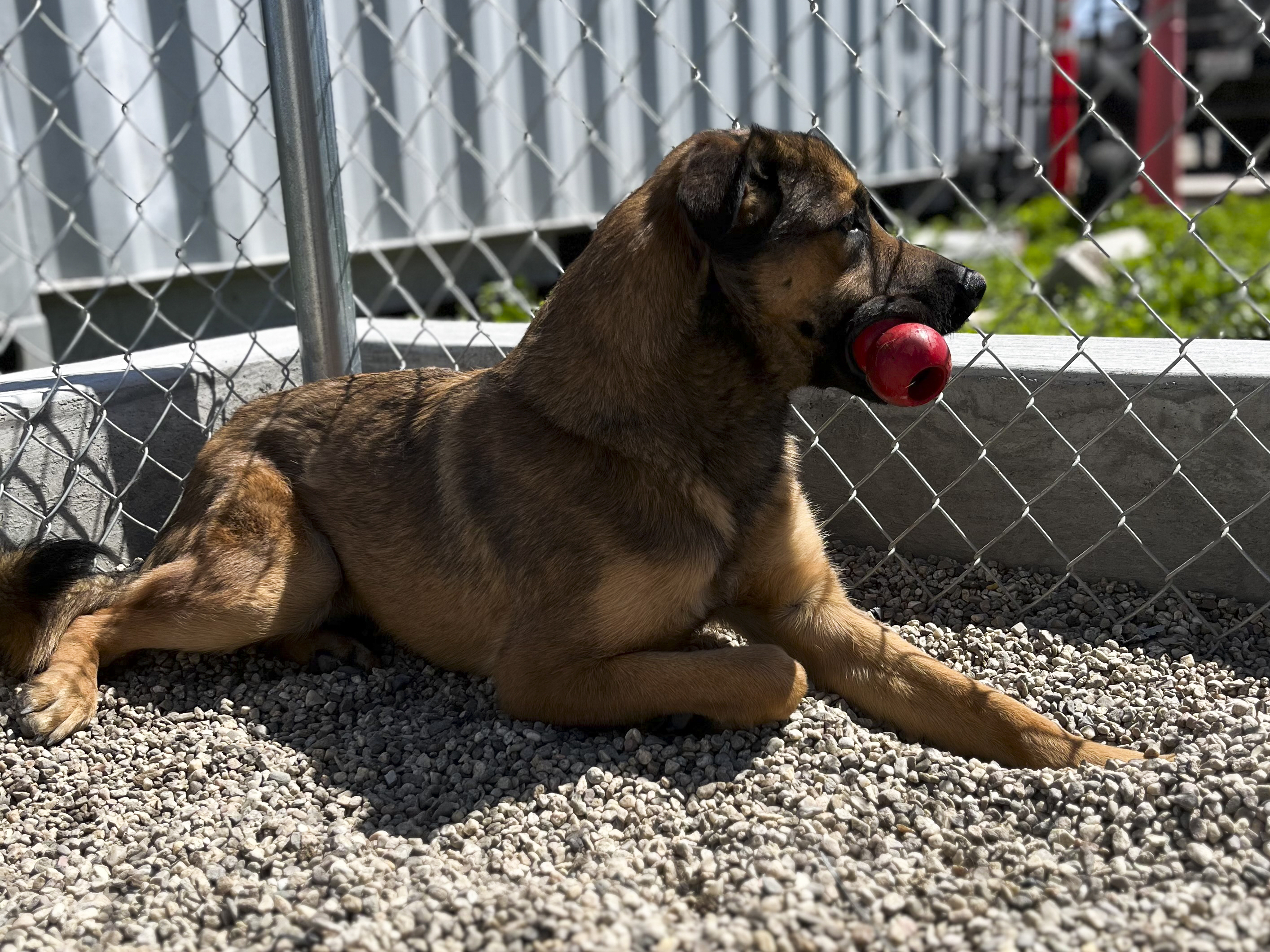 Oxnard animal shelter is spared closure, saving 80 dogs and cats - Vimarsana News