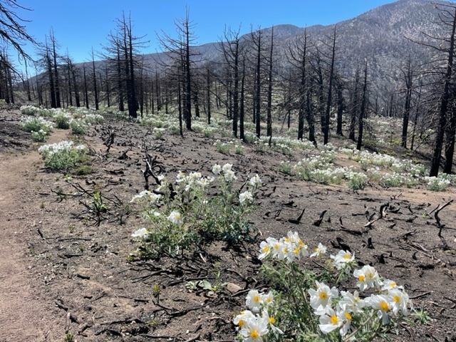 How to see the superbloom on a burned trail of San Bernardino Mountain - Vimarsana News