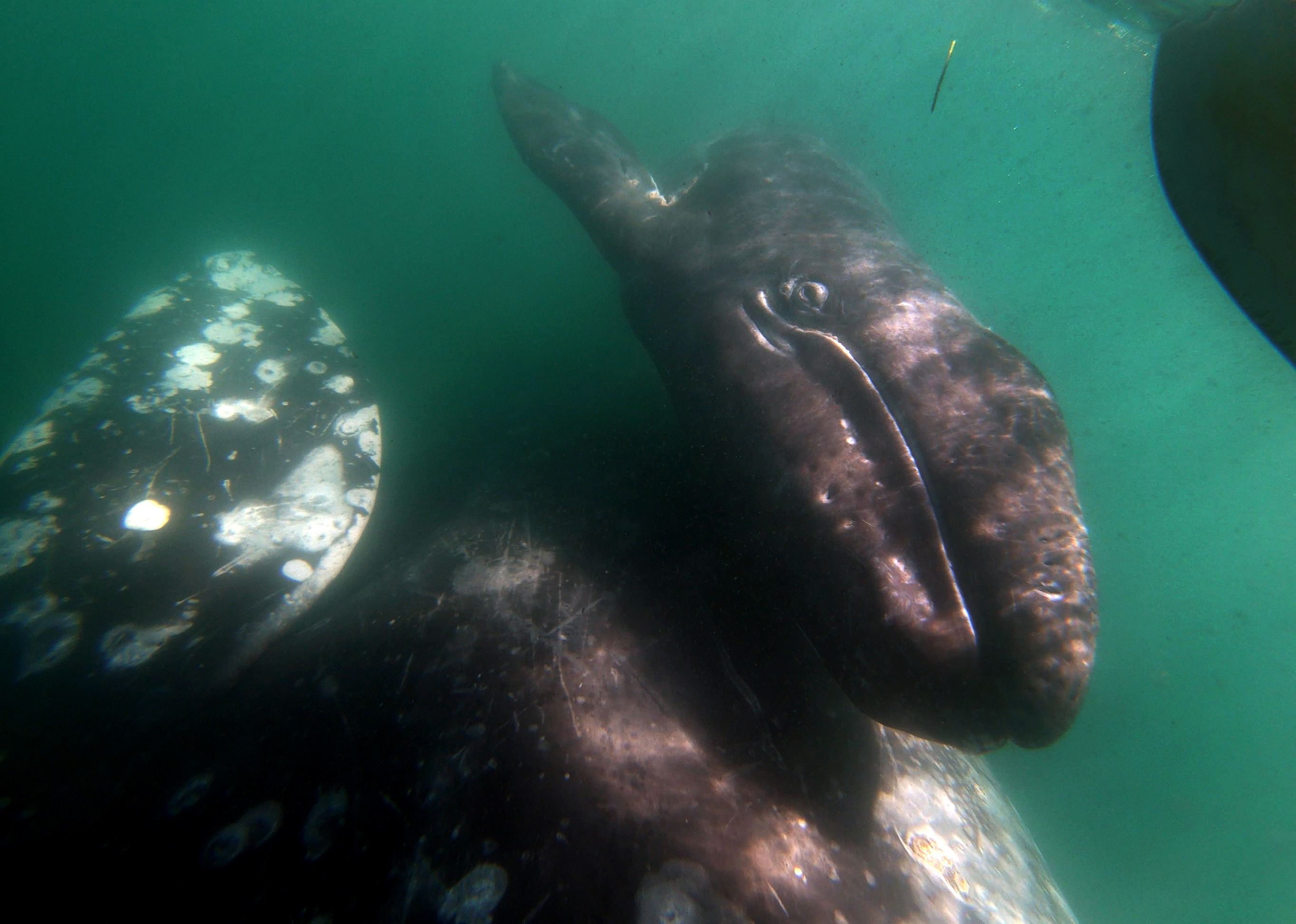 Orcas have been spotted in a calfing lagoon for gray whales - Vimarsana News