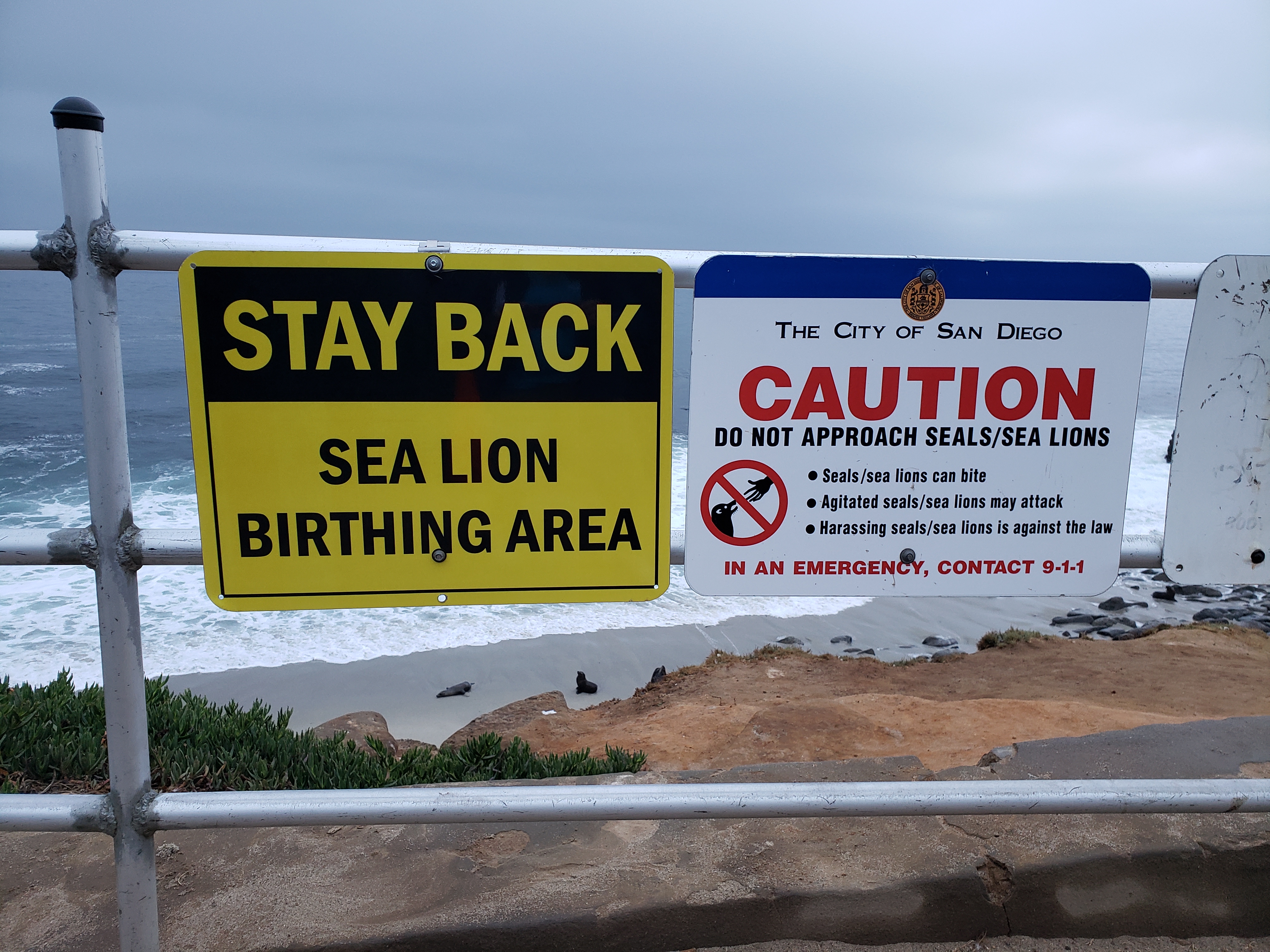 City completes signs and stenciling directing beach-goers to keep away from La Jolla sea lions - Vimarsana News