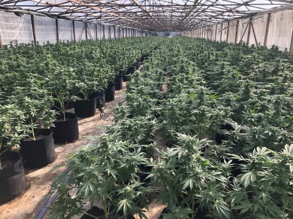 County considers health and safety rules for pot shops, and places cannabis tax on ballot - Vimarsana News