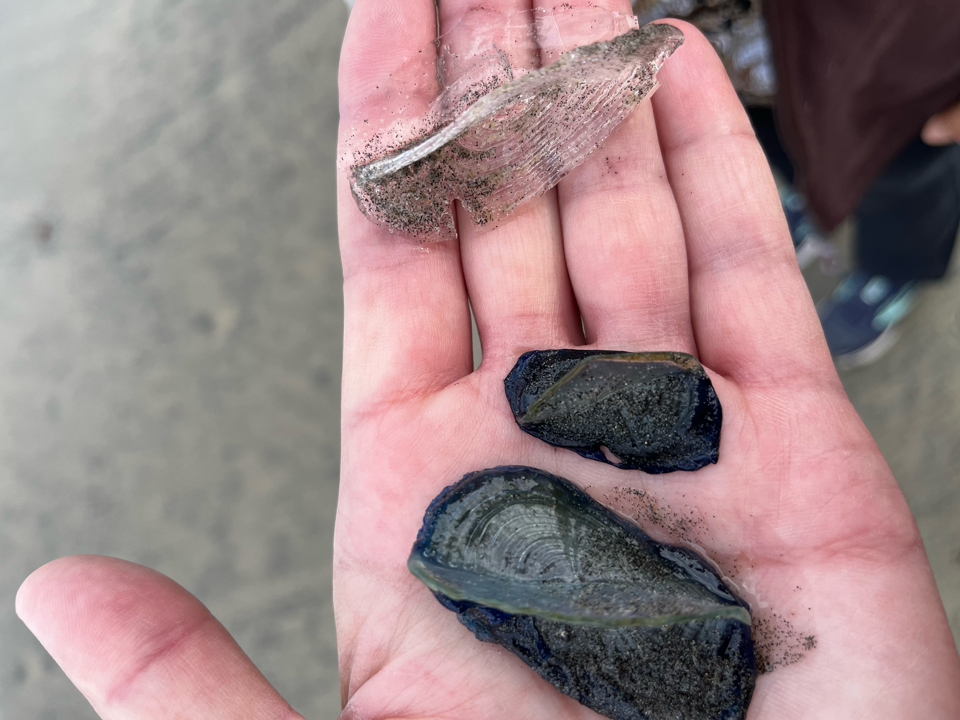 La Jolla News Nuggets: Mysterious creatures, National Charity League, donor wall, more - Vimarsana News