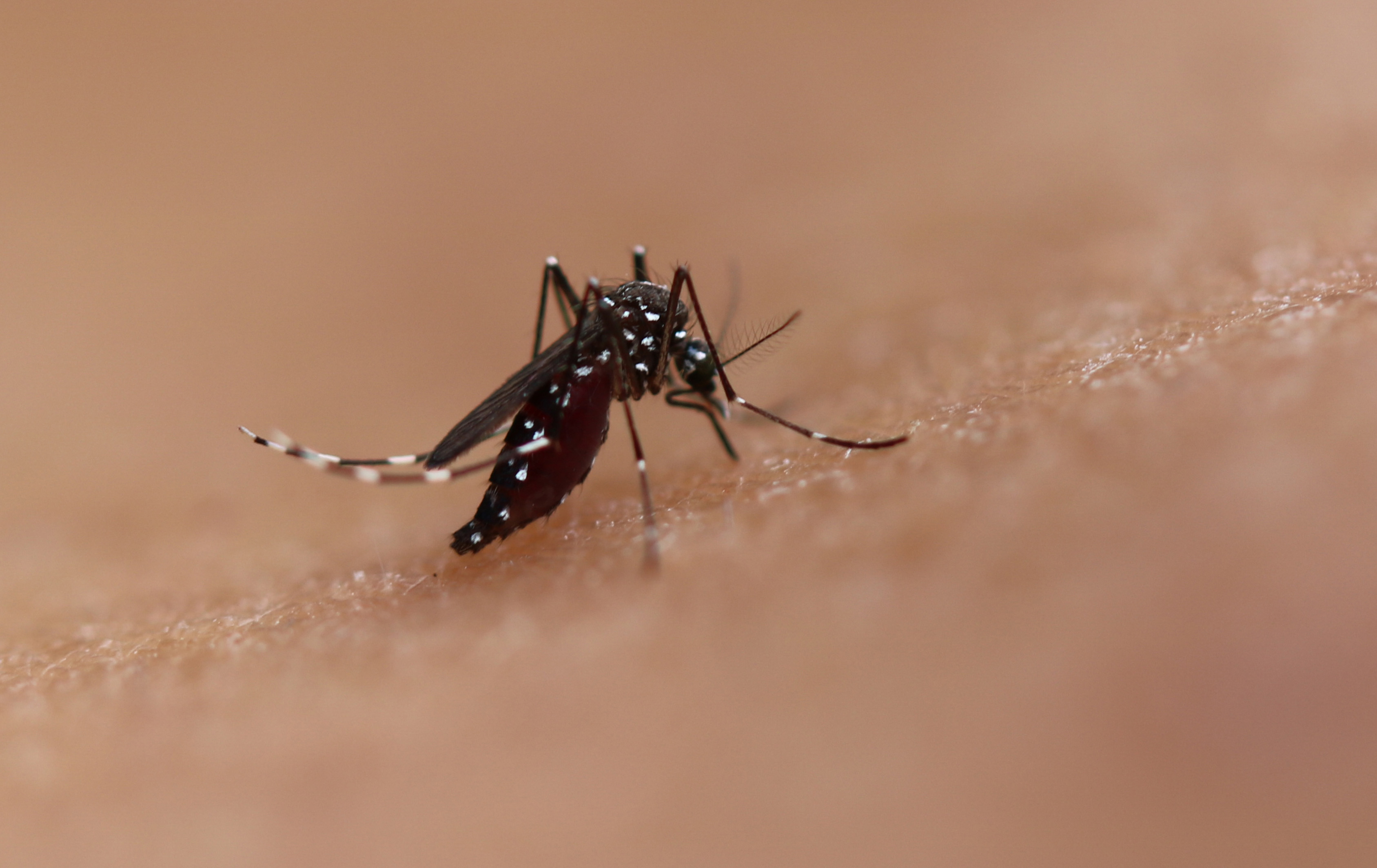 Invasive Aedes mosquito expands reach in Los Angeles, Orange Counties - Vimarsana News