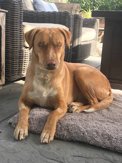 Helen Woodward Animal Center: Mistreated rescue in need of the perfect forever home - Vimarsana News